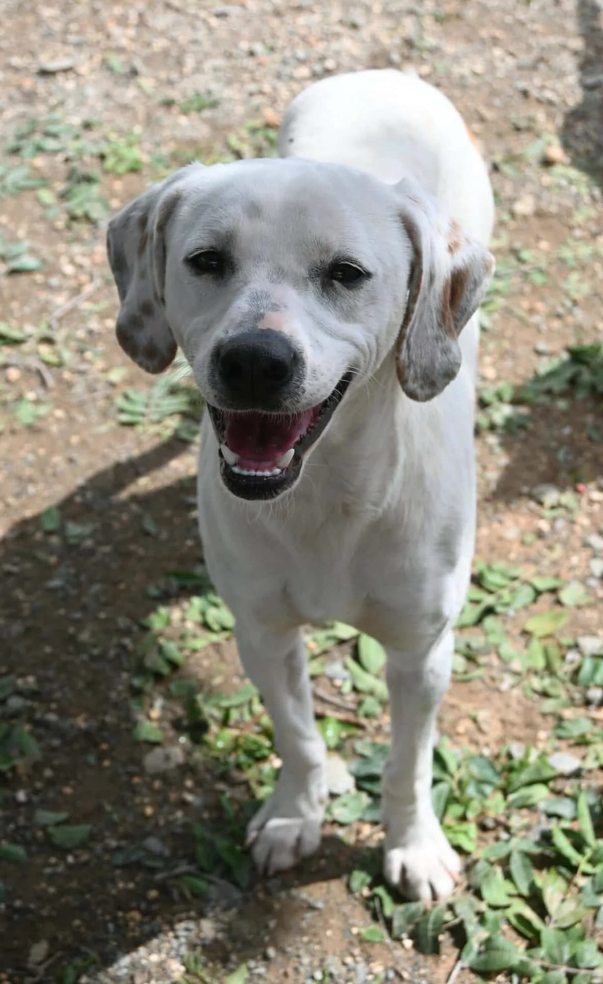 Lucho, female mixed breed for adoption at SPDC Cyprus, Limassol