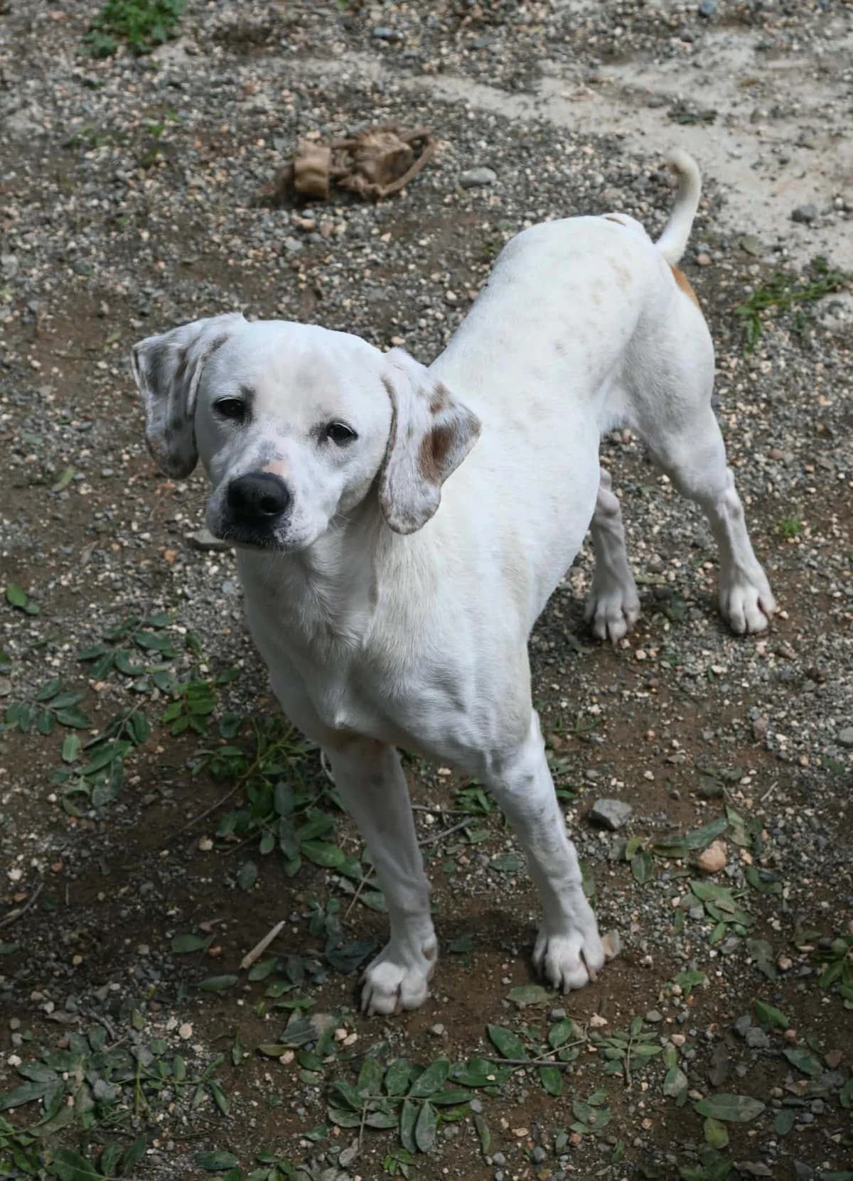 Lucho, female mixed breed for adoption at SPDC Cyprus, Limassol — photo 2 of 12