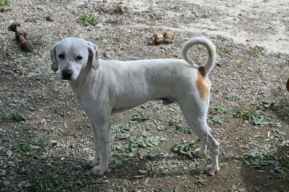 Lucho, female mixed breed for adoption at SPDC Cyprus, Limassol — photo 3 of 12