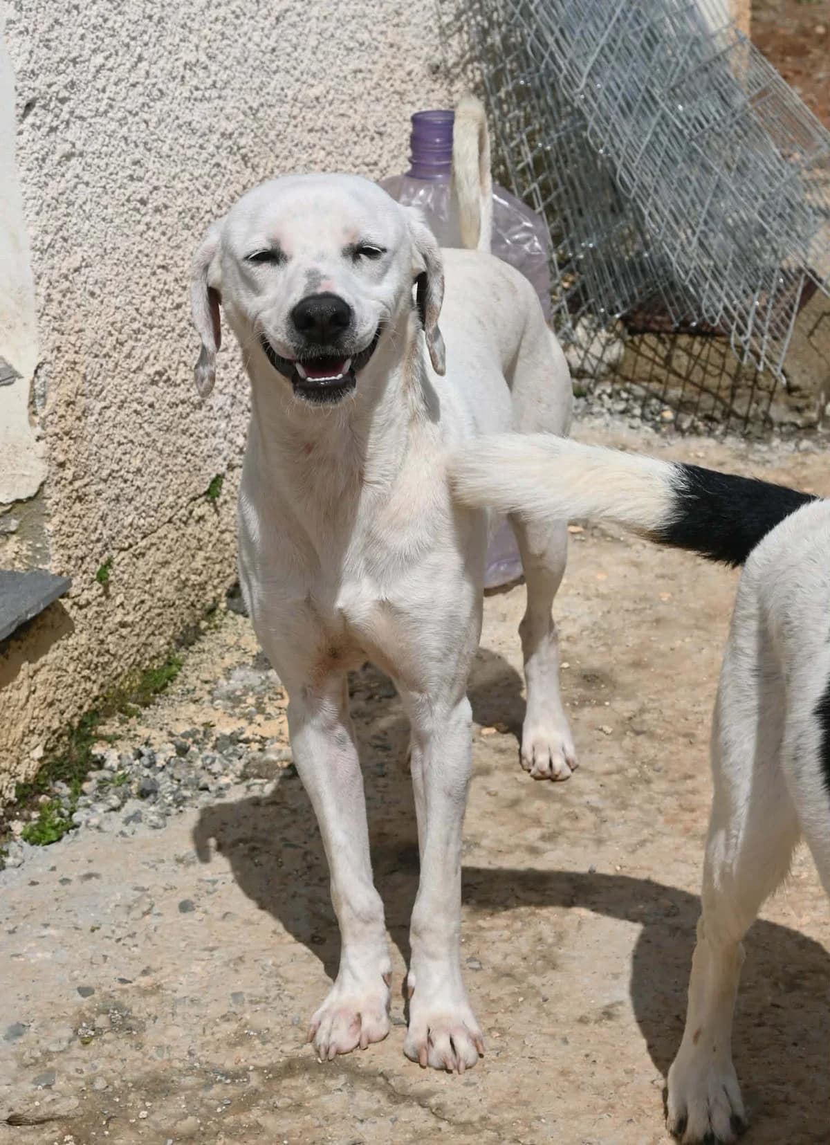 Lucho, female mixed breed for adoption at SPDC Cyprus, Limassol — photo 4 of 12