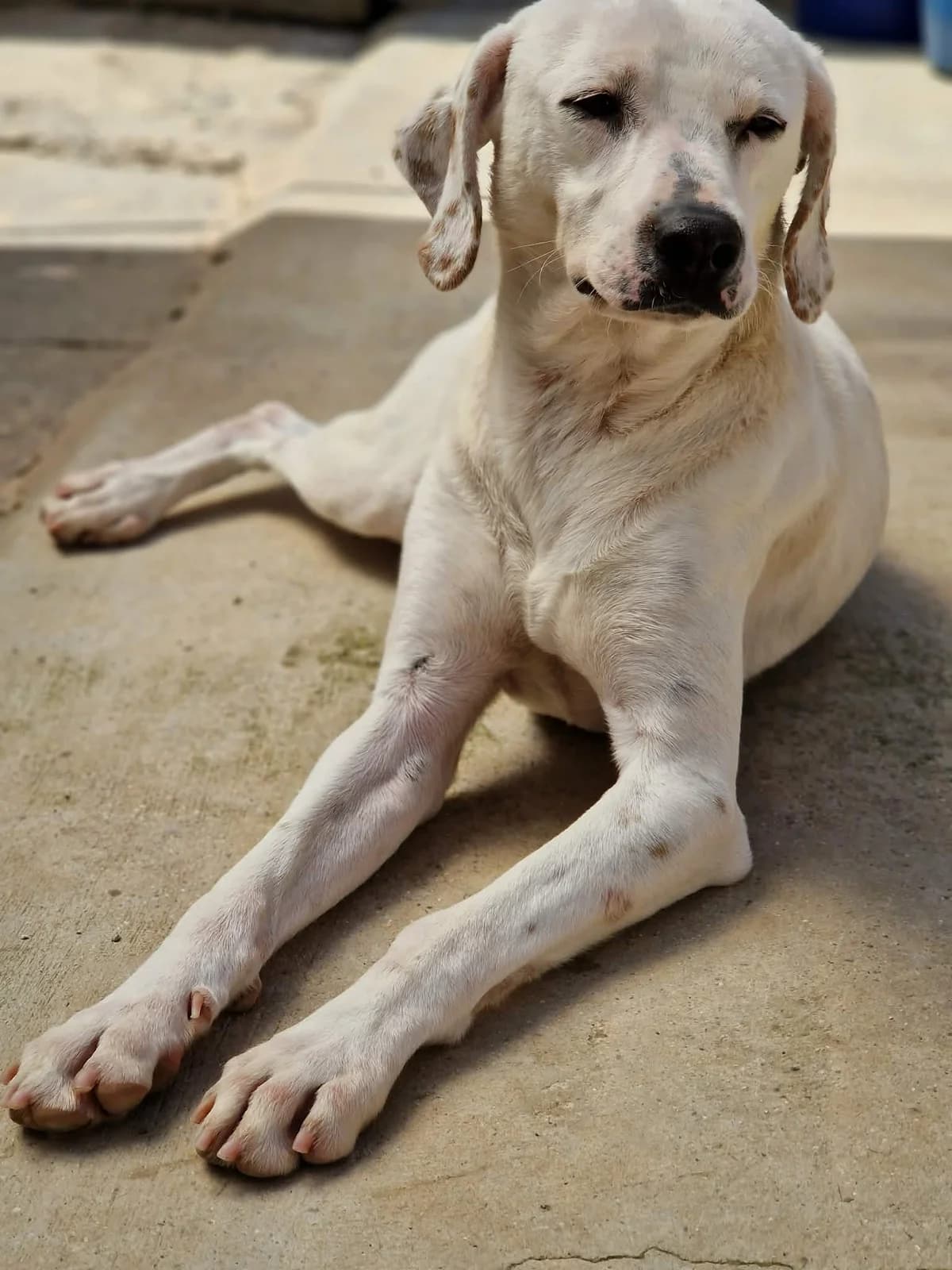 Lucho, female mixed breed for adoption at SPDC Cyprus, Limassol — photo 5 of 12