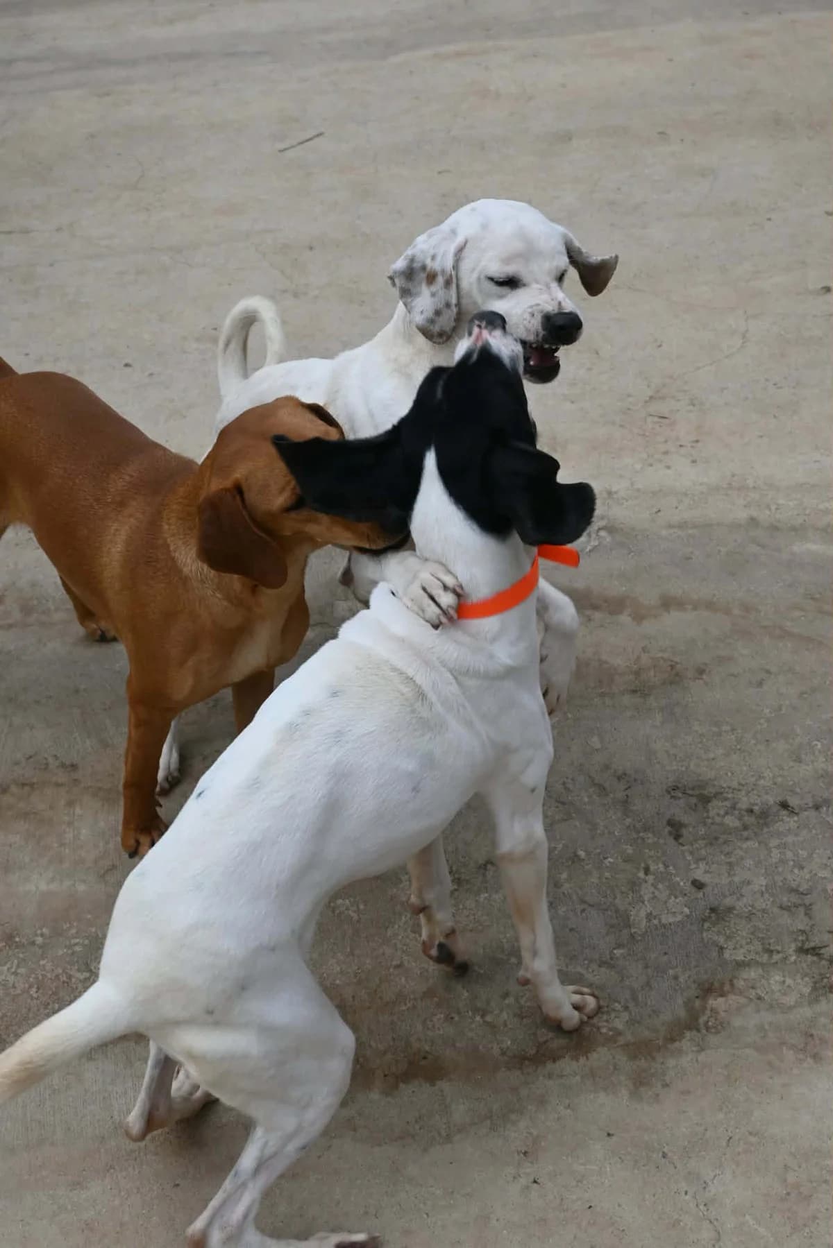 Lucho, female mixed breed for adoption at SPDC Cyprus, Limassol — photo 6 of 12