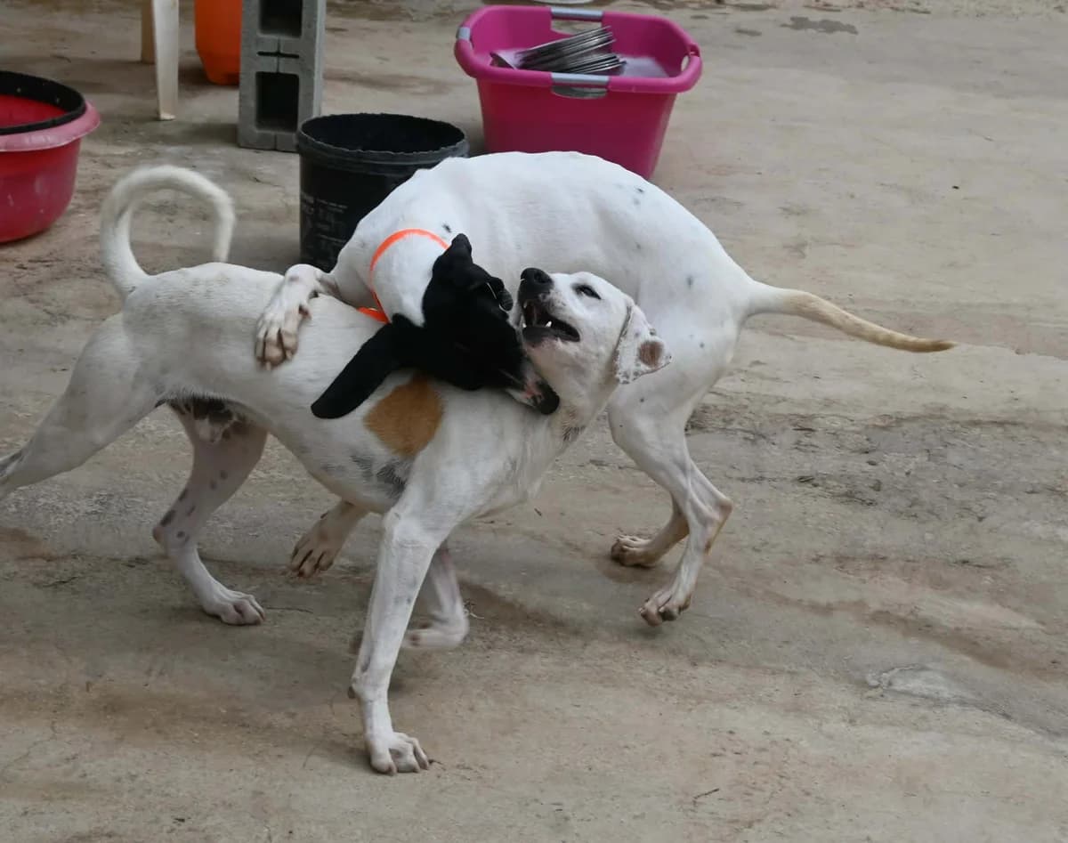 Lucho, female mixed breed for adoption at SPDC Cyprus, Limassol — photo 7 of 12