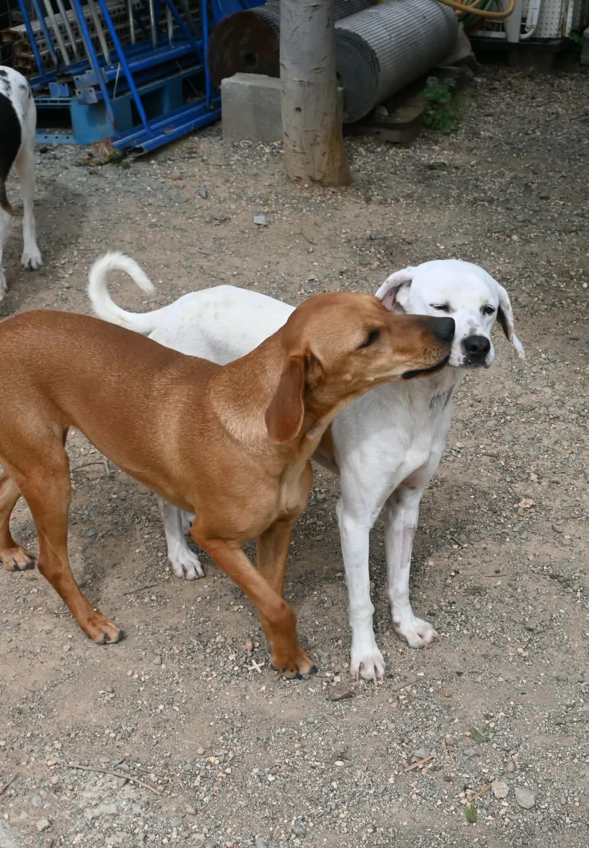 Lucho, female mixed breed for adoption at SPDC Cyprus, Limassol — photo 8 of 12