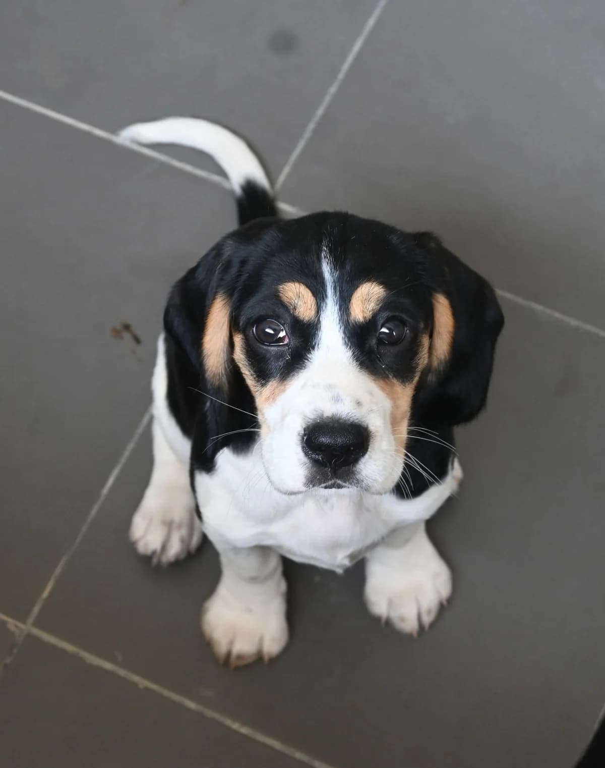Nell, female puppy Beagle for adoption at SPDC Cyprus, Limassol