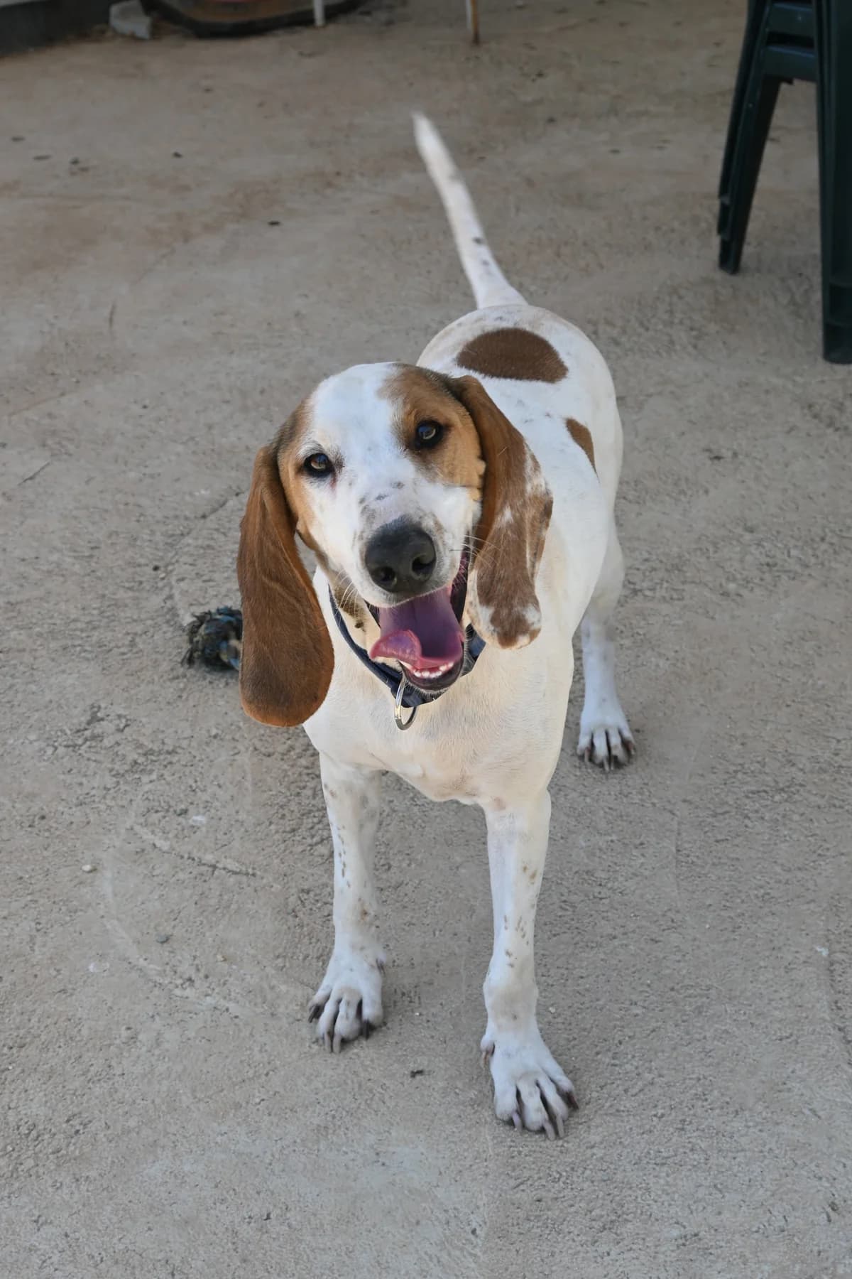 Oliver, male mixed breed for adoption at SPDC Cyprus, Limassol