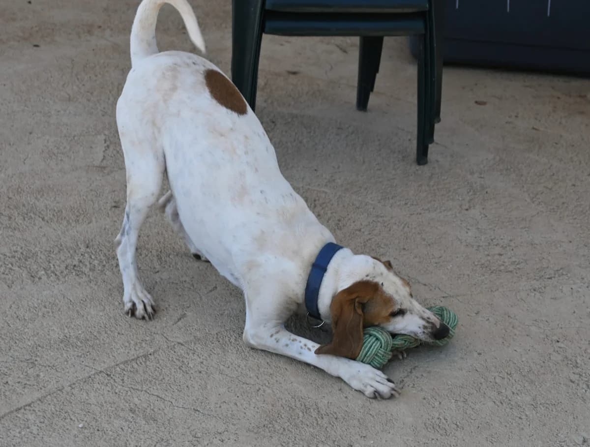 Oliver, male mixed breed for adoption at SPDC Cyprus, Limassol — photo 2 of 16