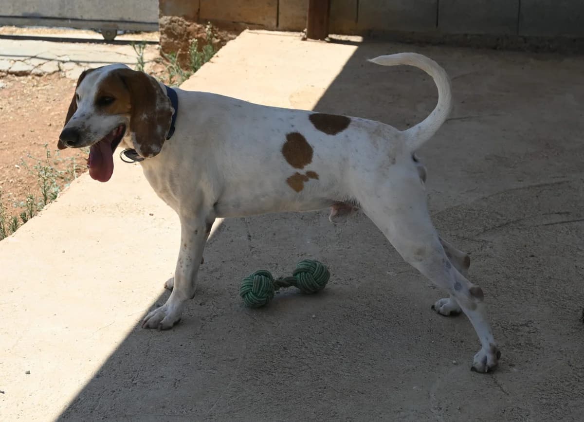 Oliver, male mixed breed for adoption at SPDC Cyprus, Limassol — photo 3 of 16