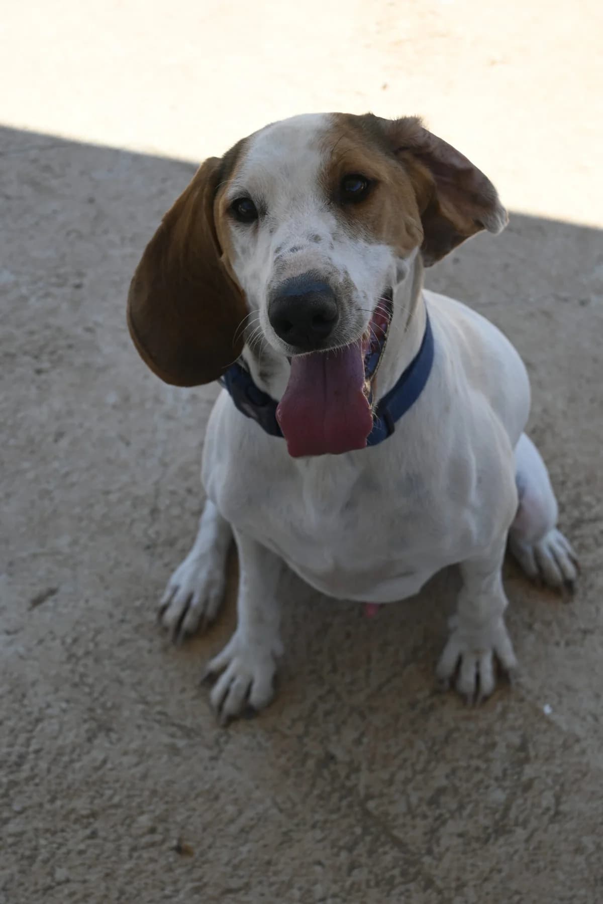 Oliver, male mixed breed for adoption at SPDC Cyprus, Limassol — photo 4 of 16