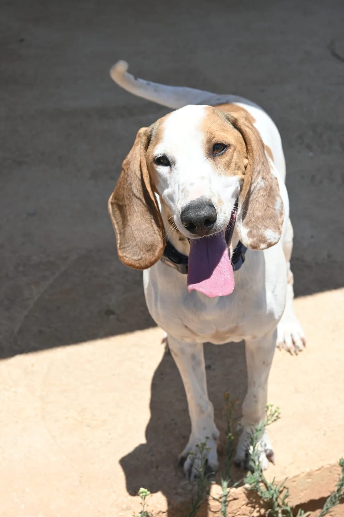 Oliver, male mixed breed for adoption at SPDC Cyprus, Limassol — photo 5 of 16