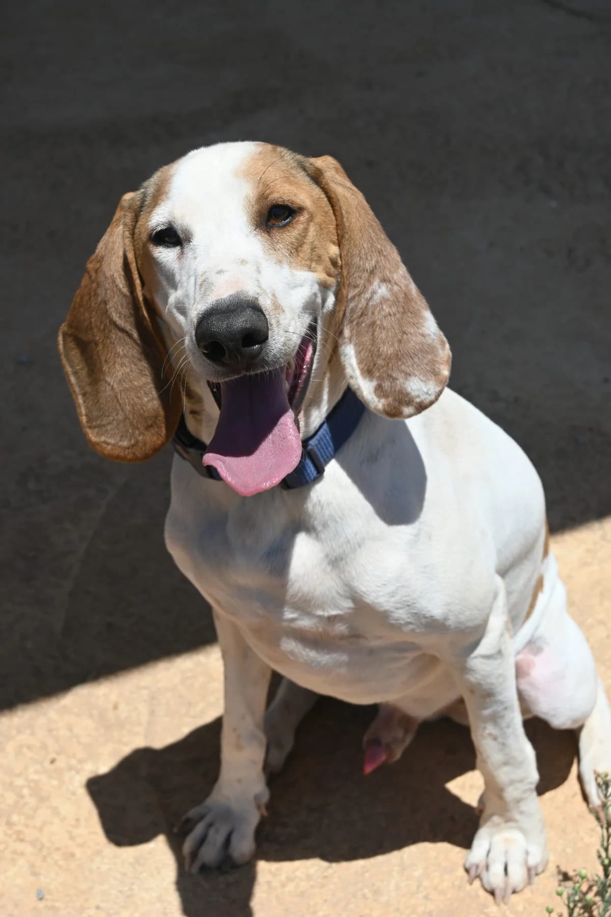 Oliver, male mixed breed for adoption at SPDC Cyprus, Limassol — photo 6 of 16