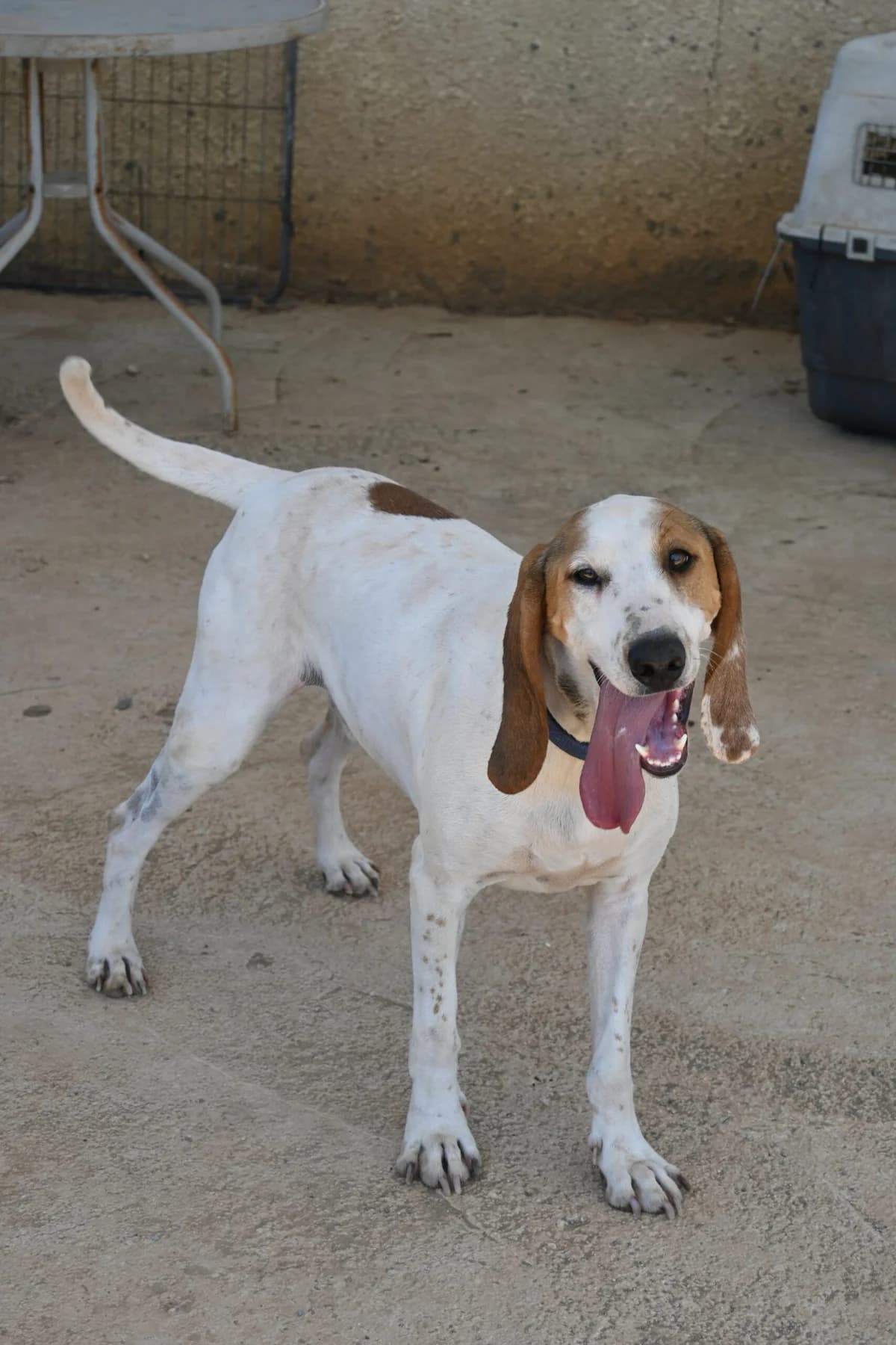 Oliver, male mixed breed for adoption at SPDC Cyprus, Limassol — photo 7 of 16