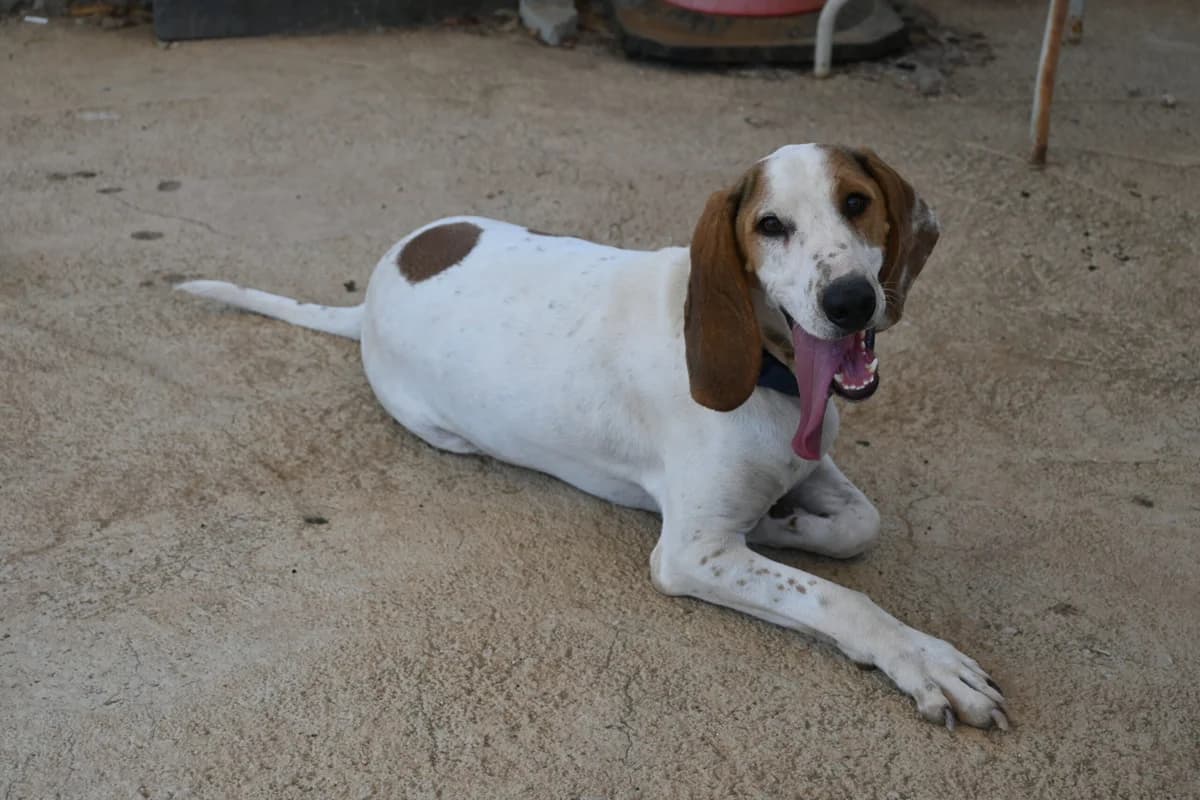Oliver, male mixed breed for adoption at SPDC Cyprus, Limassol — photo 8 of 16