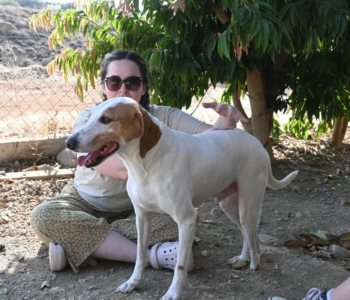 Oscar, female mixed breed for adoption at SPDC Cyprus, Limassol