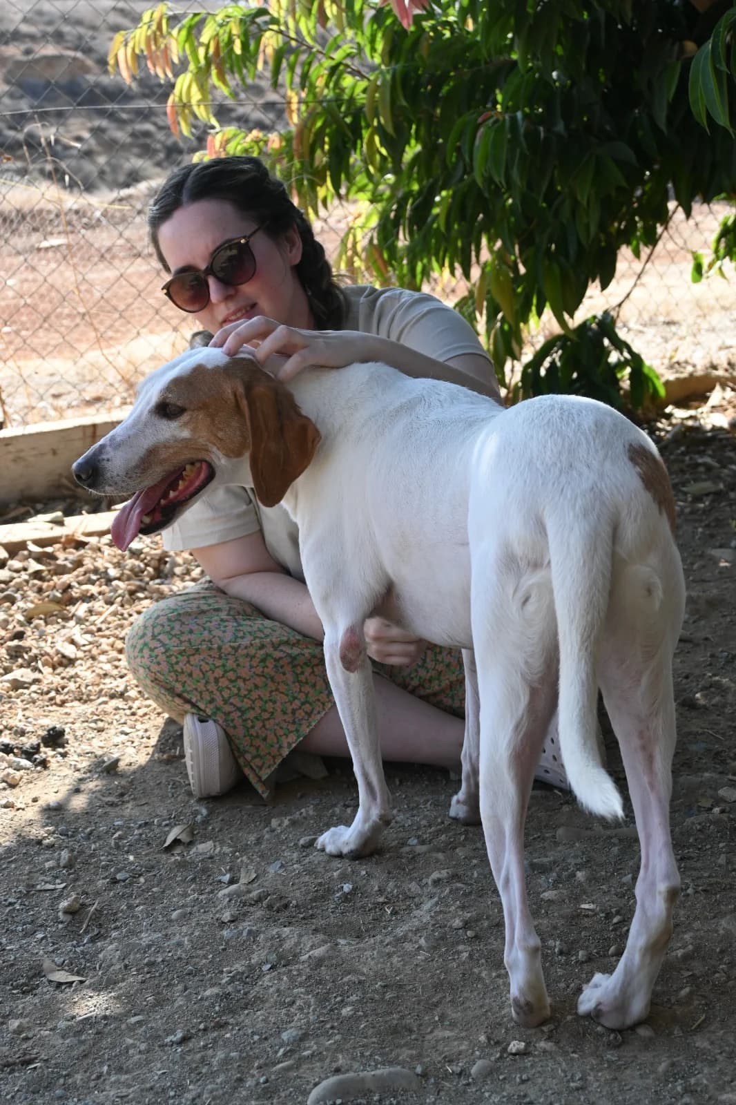 Oscar, female mixed breed for adoption at SPDC Cyprus, Limassol — photo 2 of 7