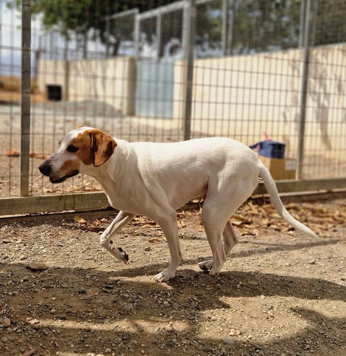 Oscar, female mixed breed for adoption at SPDC Cyprus, Limassol — photo 3 of 7