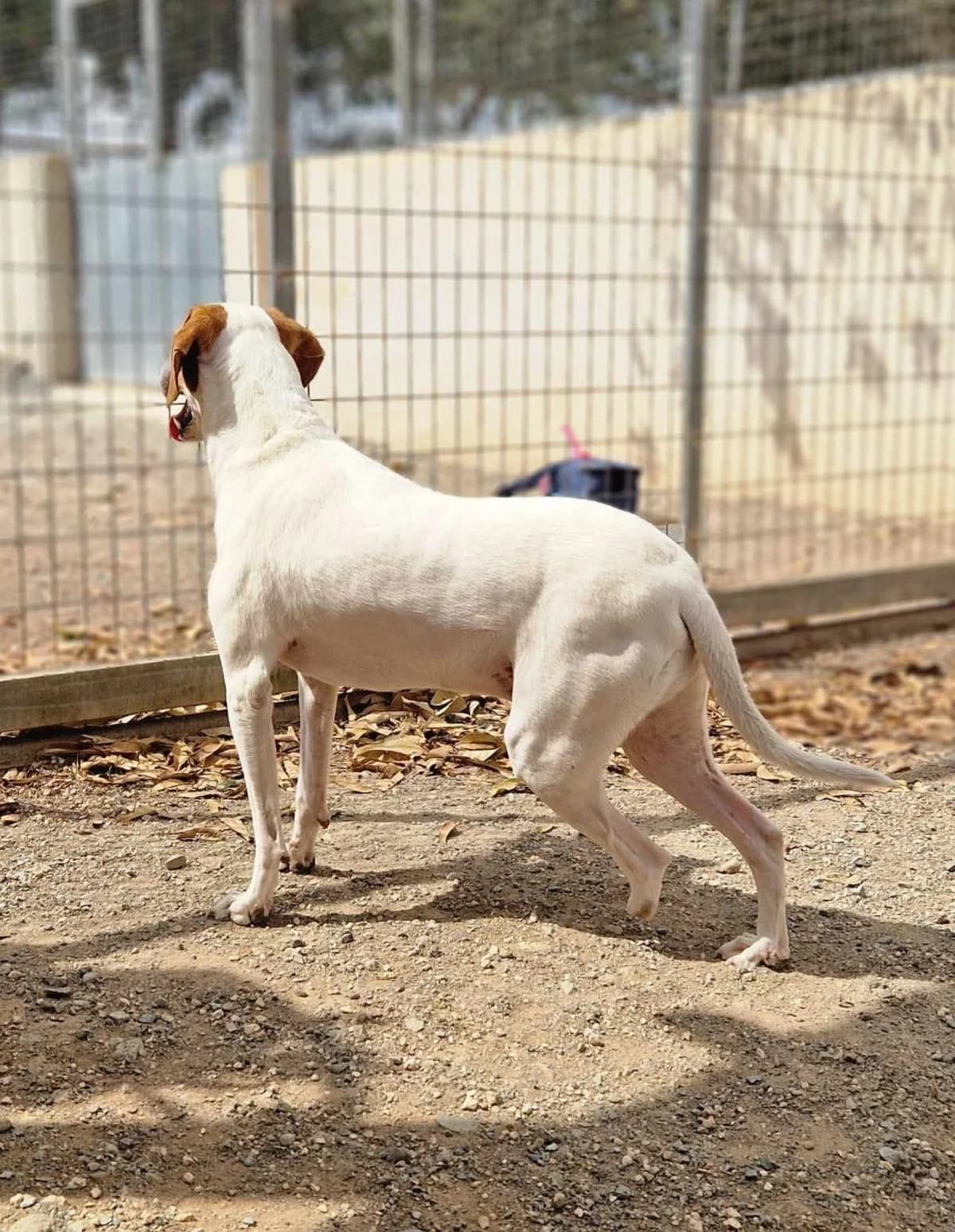 Oscar, female mixed breed for adoption at SPDC Cyprus, Limassol — photo 4 of 7
