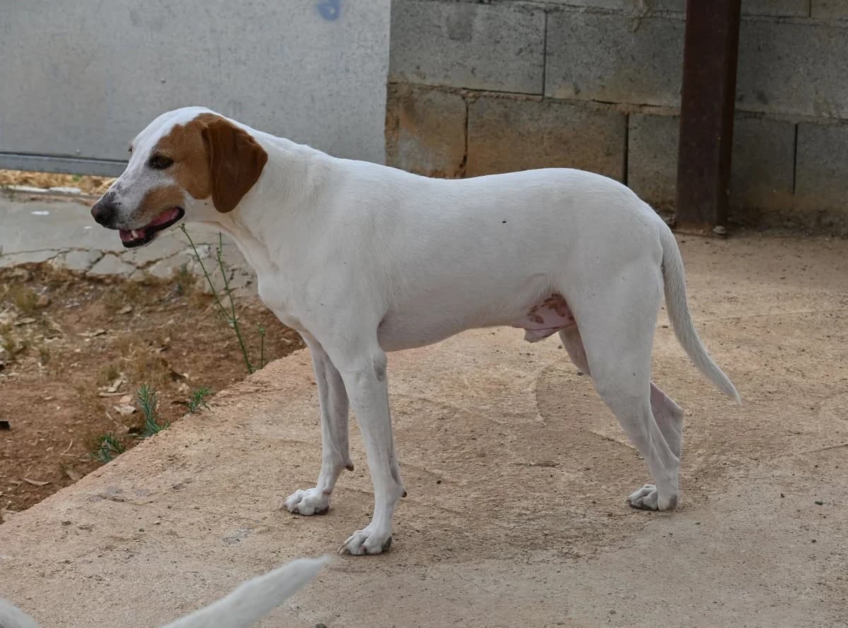 Oscar, female mixed breed for adoption at SPDC Cyprus, Limassol — photo 5 of 7