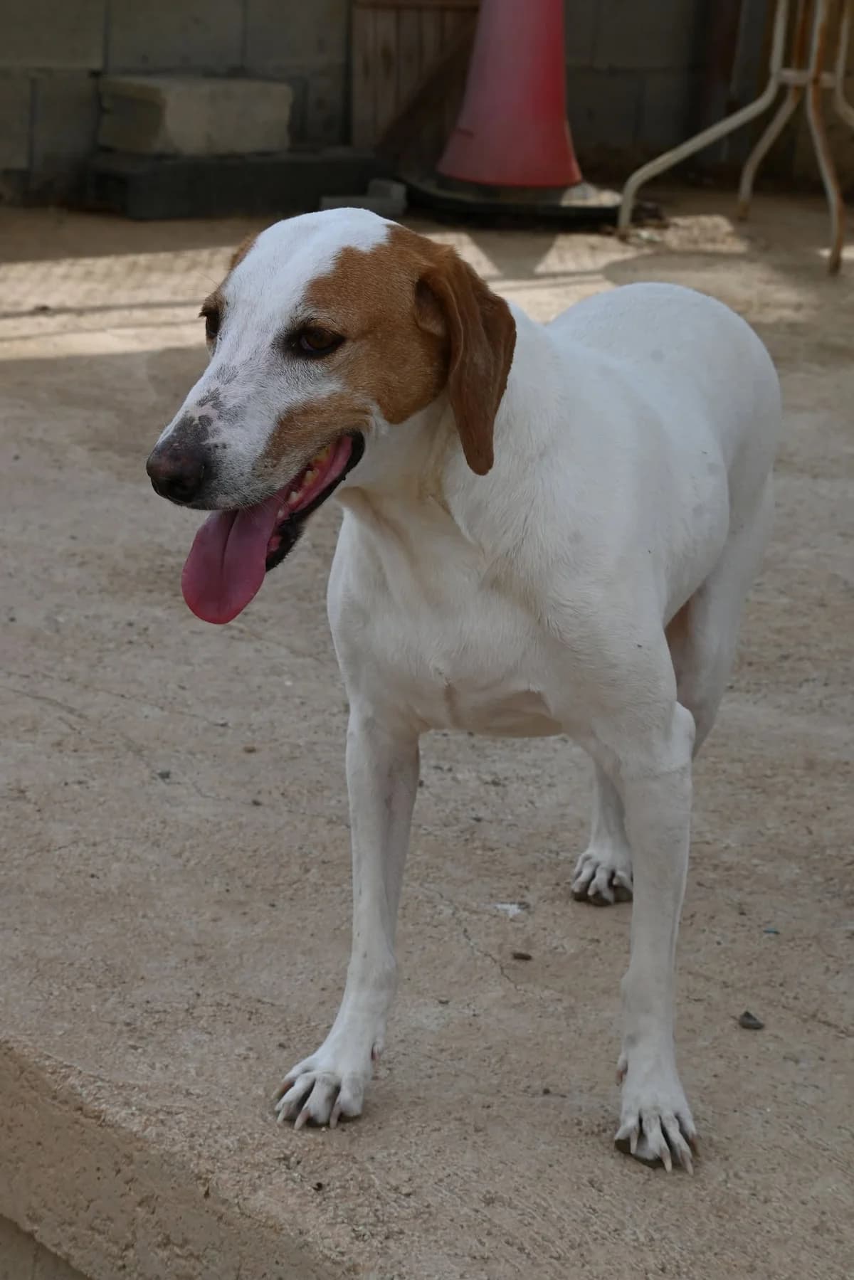 Oscar, female mixed breed for adoption at SPDC Cyprus, Limassol — photo 6 of 7