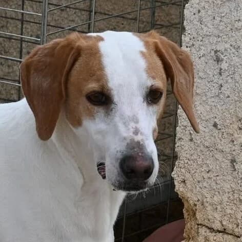 Oscar, female mixed breed for adoption at SPDC Cyprus, Limassol — photo 7 of 7