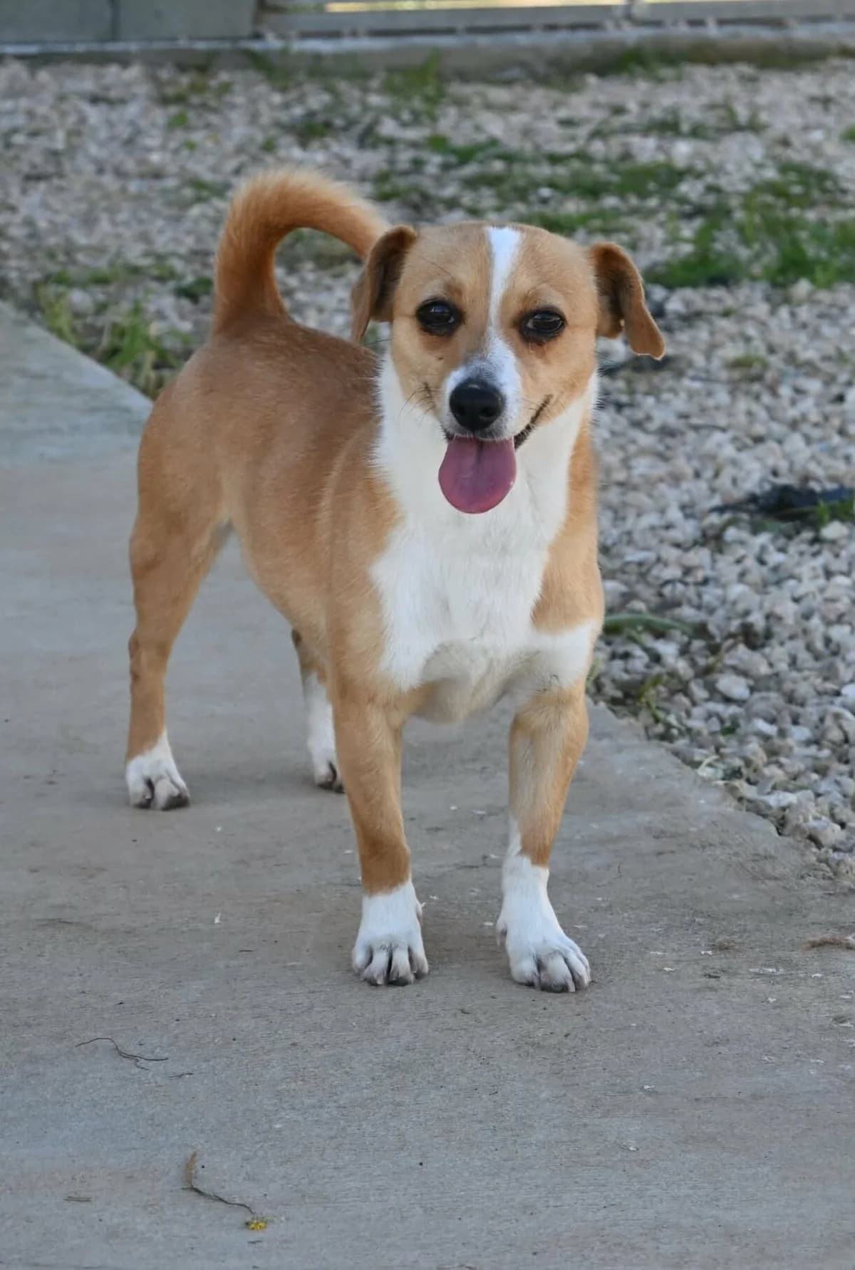 Phoebe, female mixed breed for adoption at SPDC Cyprus, Limassol