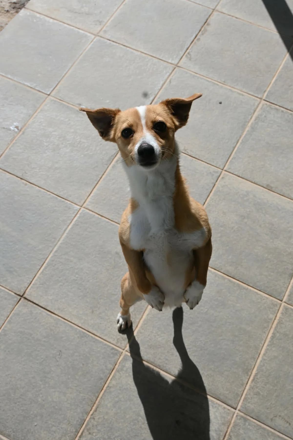 Phoebe, female mixed breed for adoption at SPDC Cyprus, Limassol — photo 3 of 10