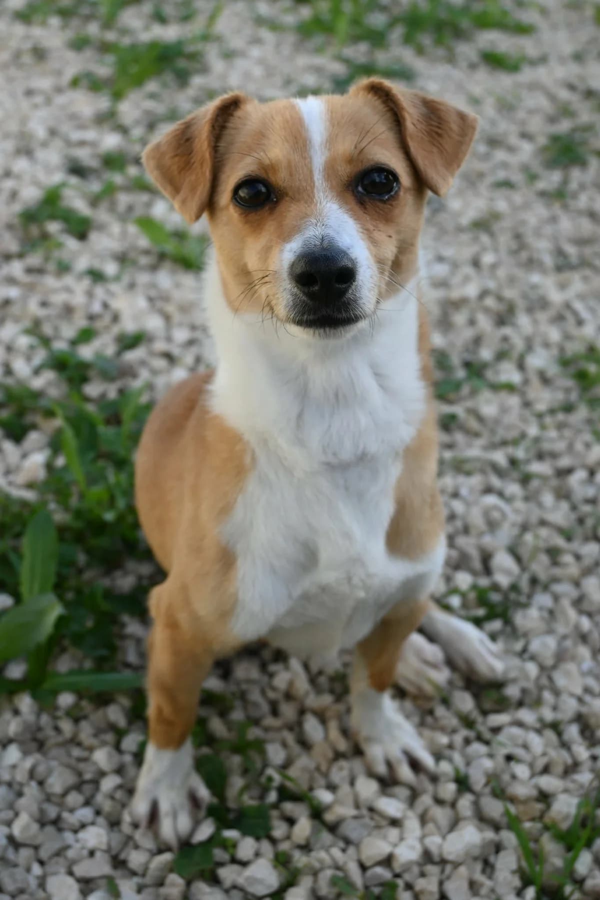 Phoebe, female mixed breed for adoption at SPDC Cyprus, Limassol — photo 4 of 10