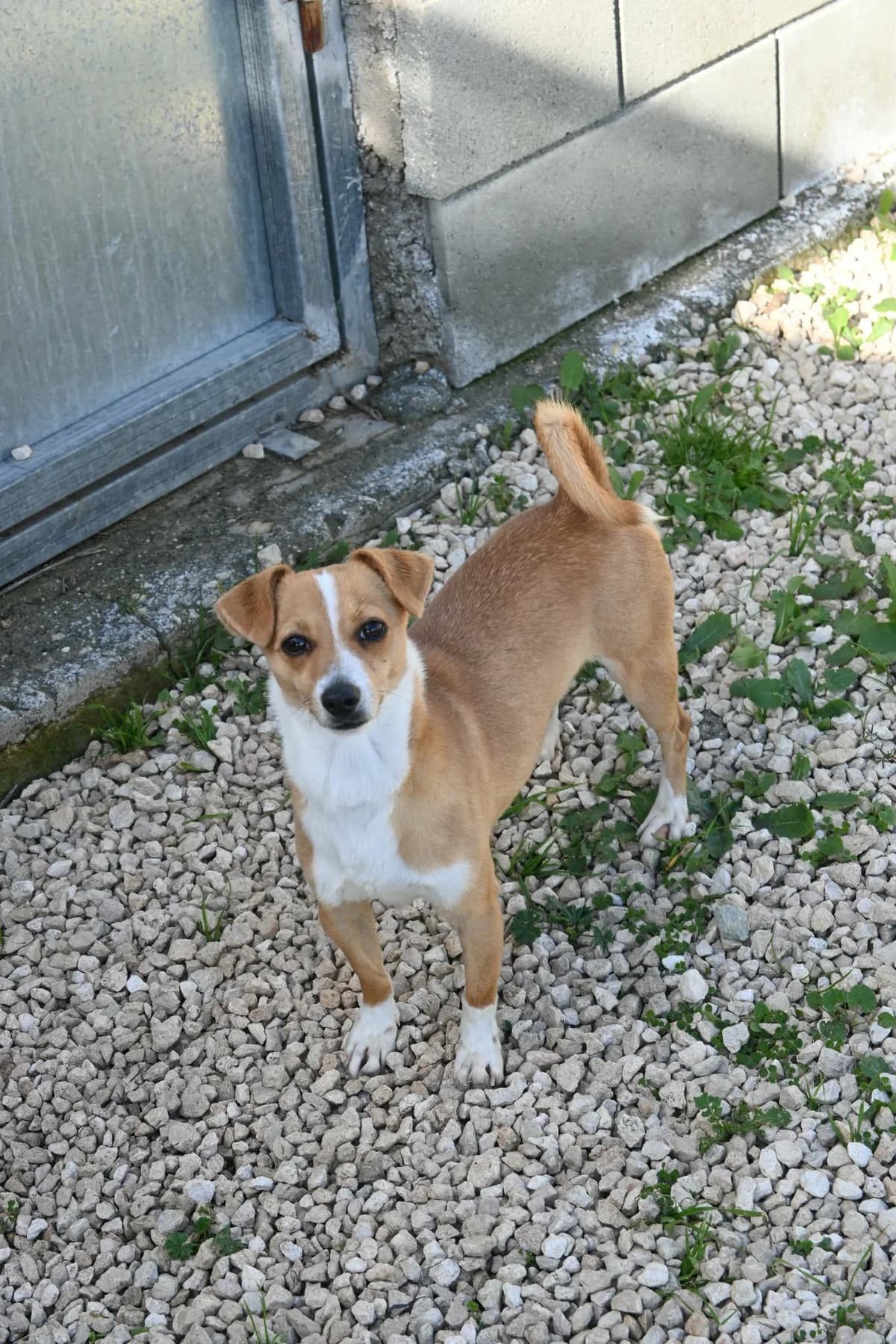Phoebe, female mixed breed for adoption at SPDC Cyprus, Limassol — photo 5 of 10