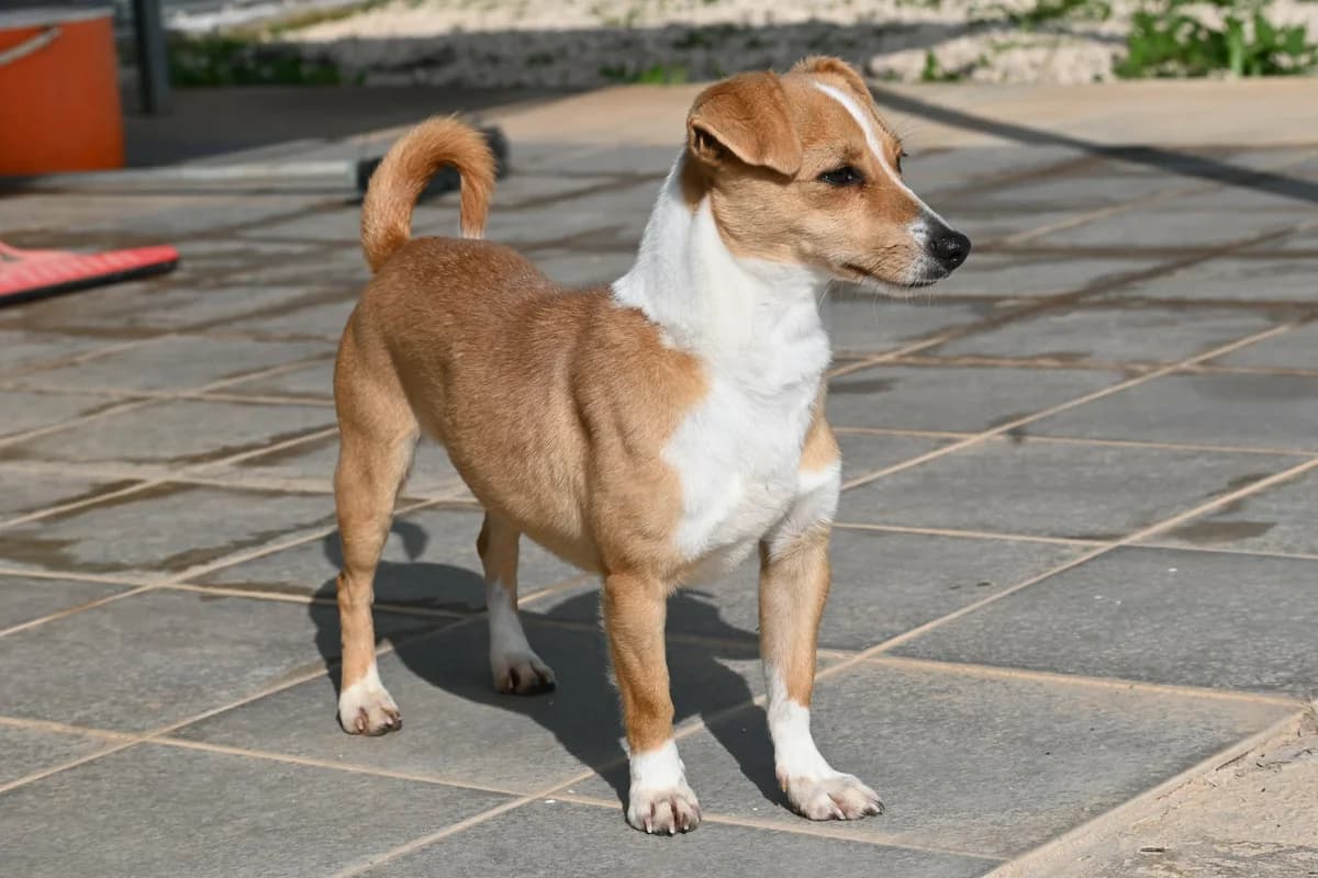 Phoebe, female mixed breed for adoption at SPDC Cyprus, Limassol — photo 6 of 10