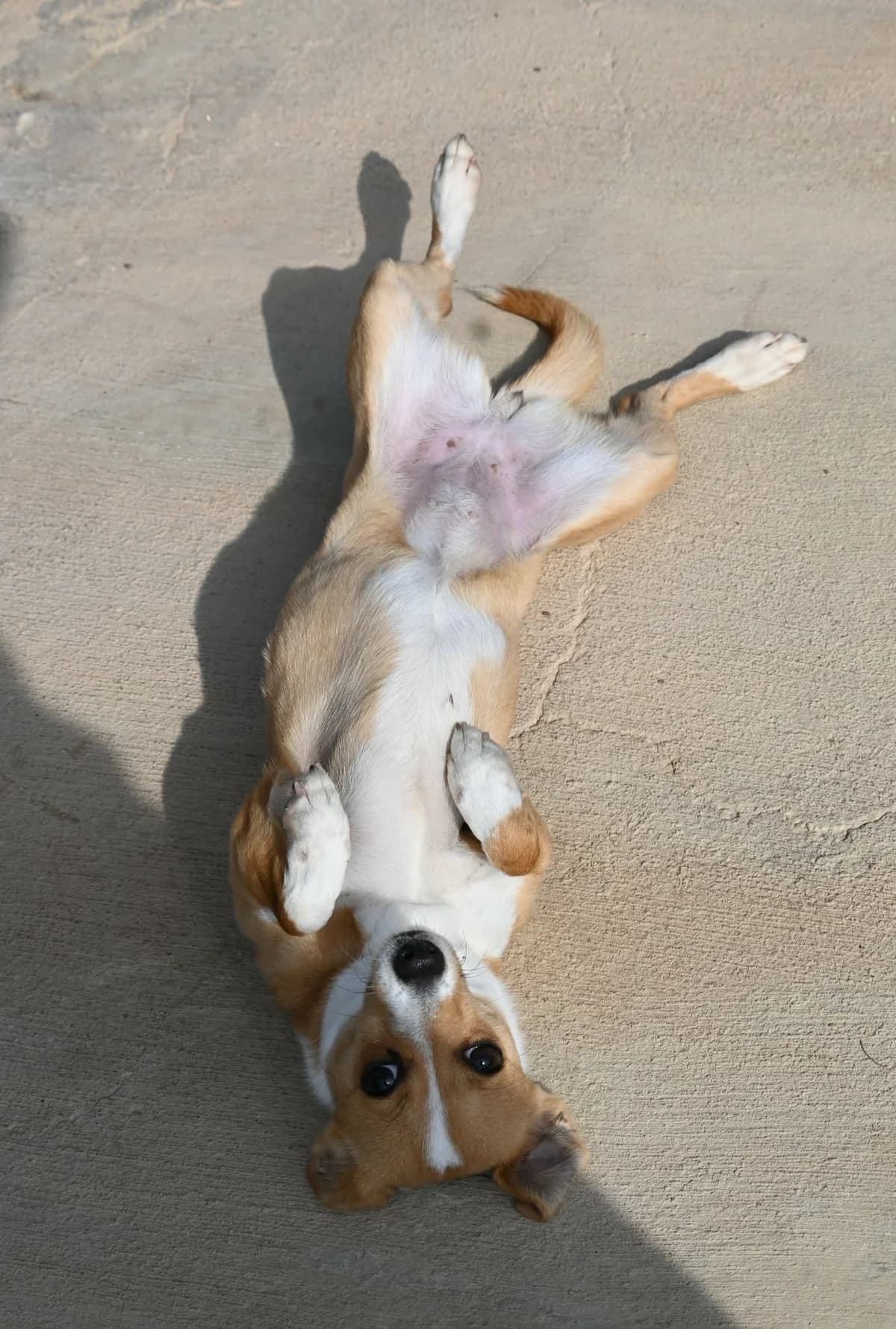 Phoebe, female mixed breed for adoption at SPDC Cyprus, Limassol — photo 7 of 10