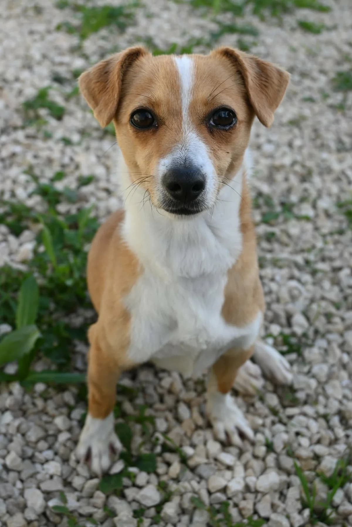 Phoebe, female mixed breed for adoption at SPDC Cyprus, Limassol — photo 8 of 10