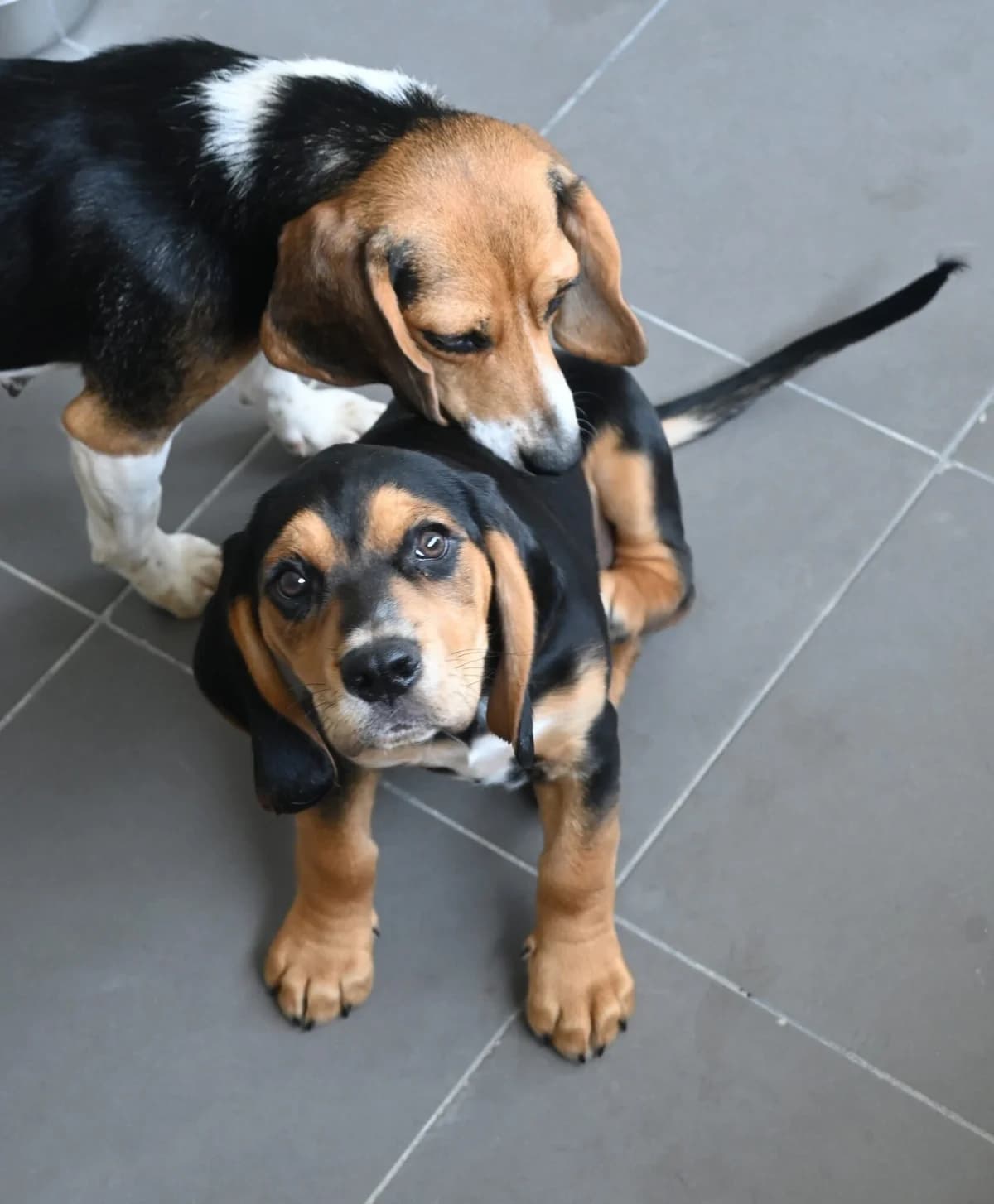 Pickle, female puppy Beagle for adoption at SPDC Cyprus, Limassol