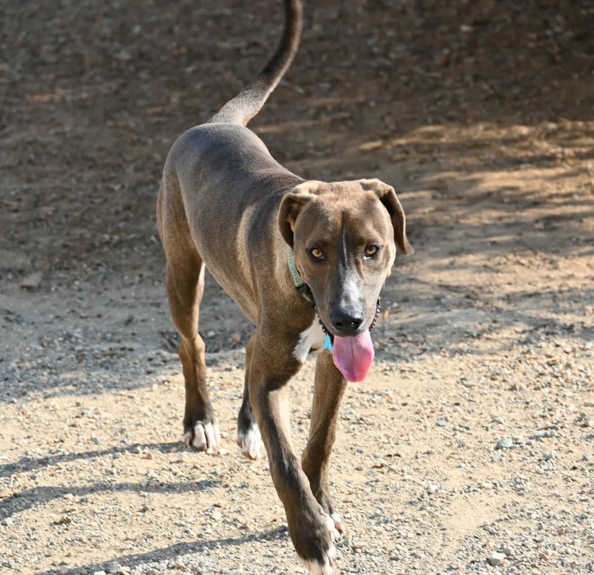 Rolo, male mixed breed for adoption at SPDC Cyprus, Limassol