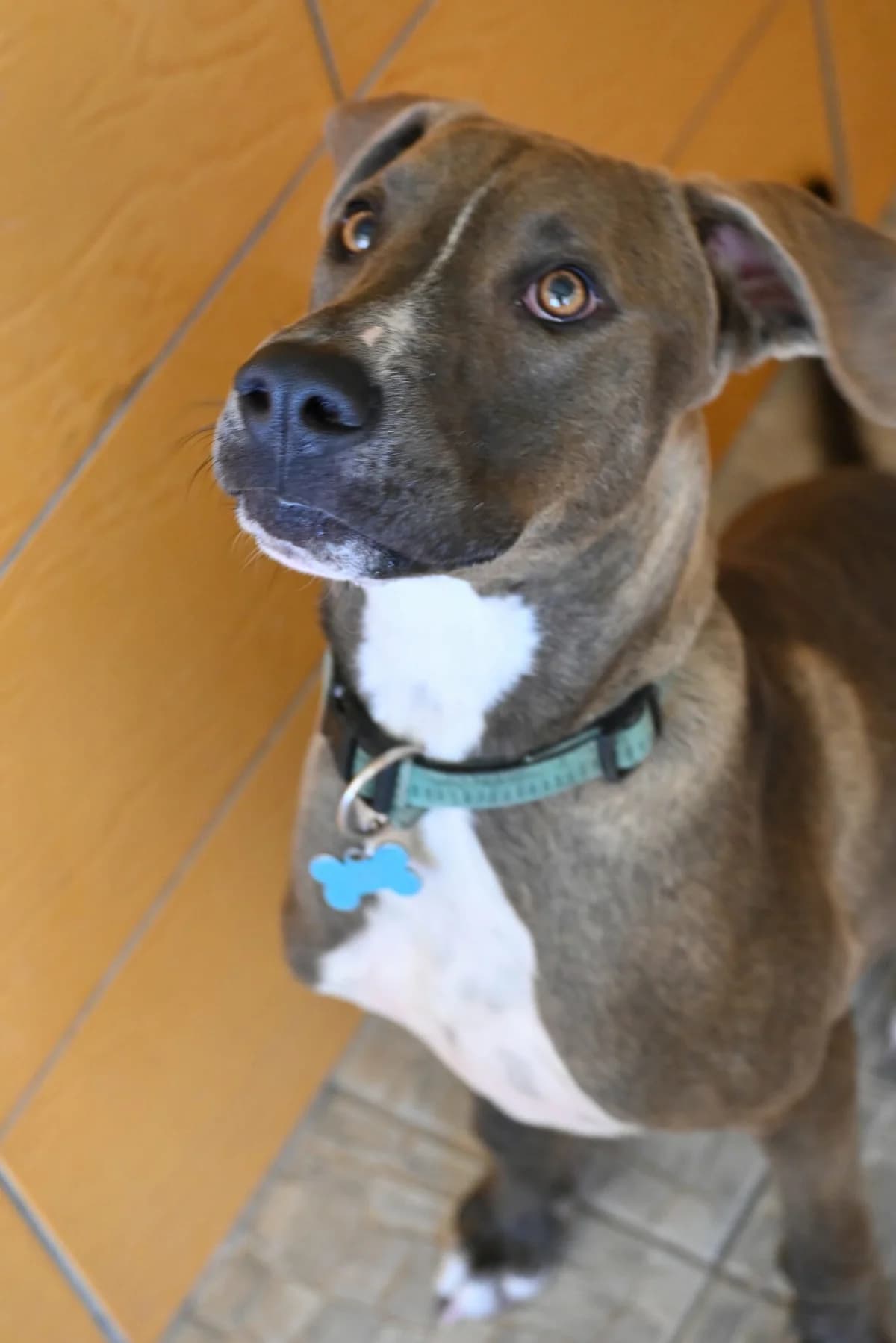 Rolo, male mixed breed for adoption at SPDC Cyprus, Limassol — photo 2 of 11