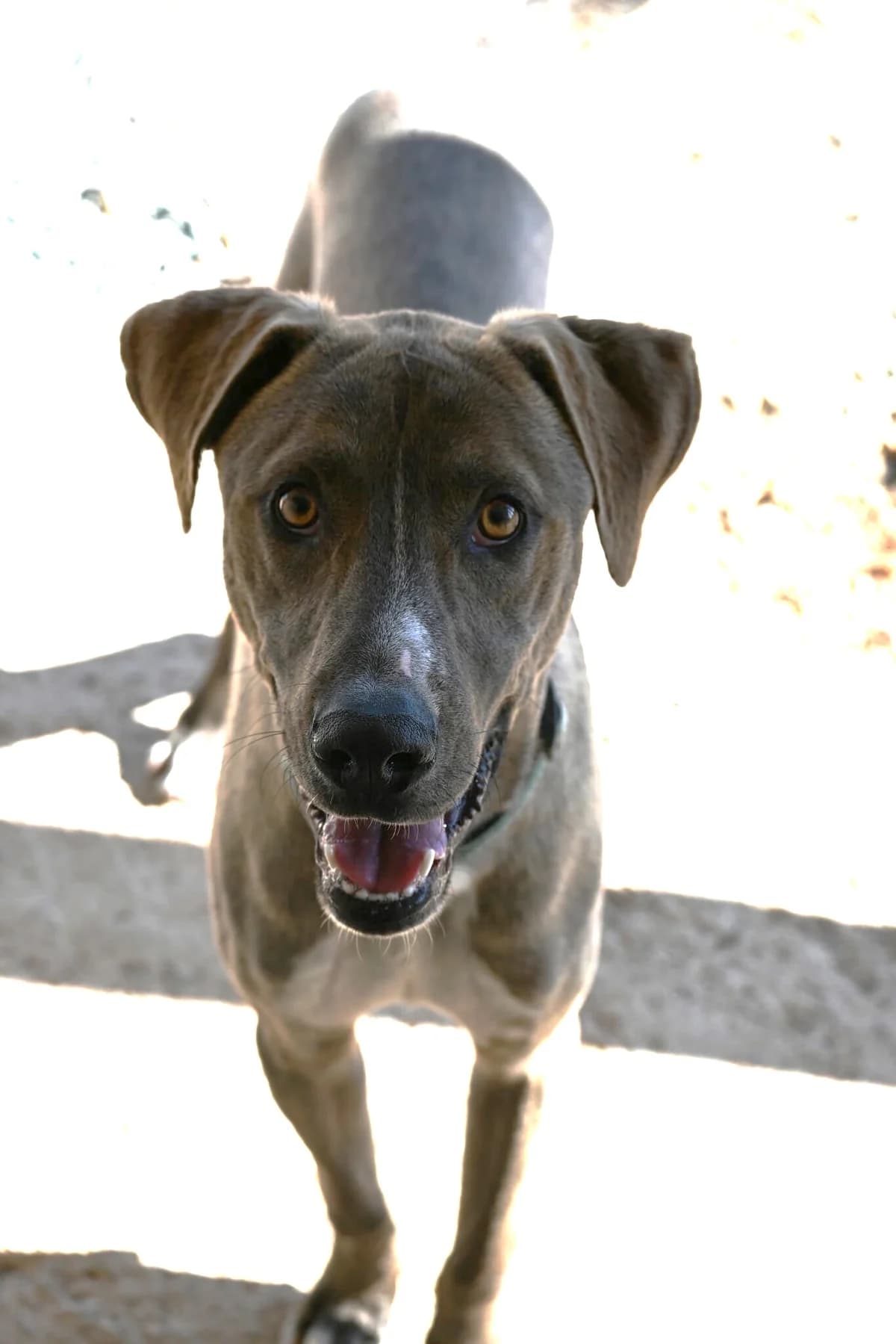 Rolo, male mixed breed for adoption at SPDC Cyprus, Limassol — photo 3 of 11