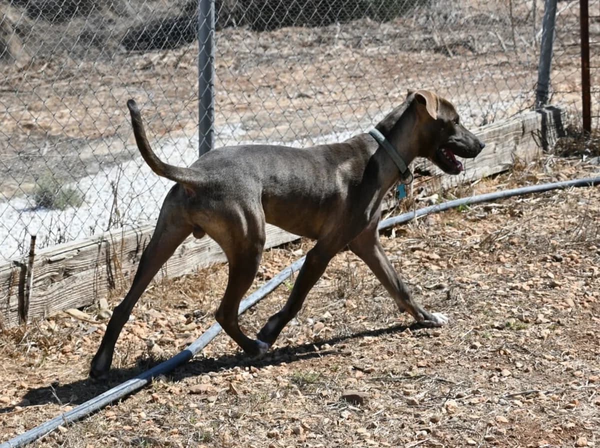 Rolo, male mixed breed for adoption at SPDC Cyprus, Limassol — photo 4 of 11
