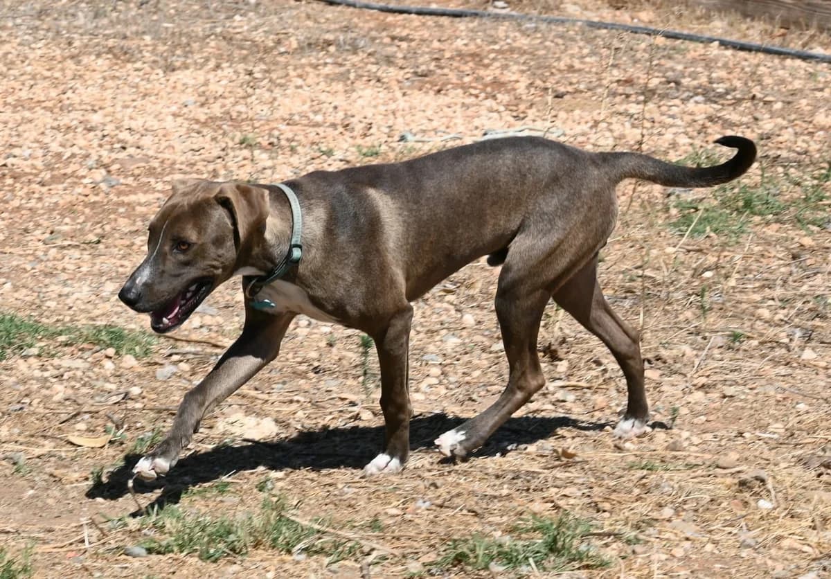 Rolo, male mixed breed for adoption at SPDC Cyprus, Limassol — photo 5 of 11