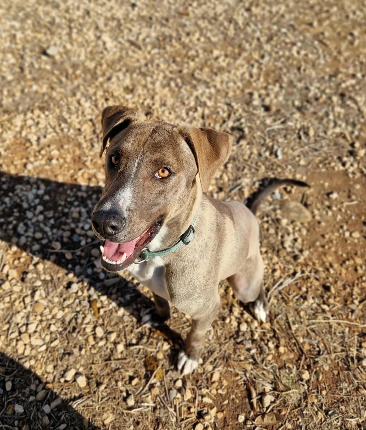 Rolo, male mixed breed for adoption at SPDC Cyprus, Limassol — photo 6 of 11