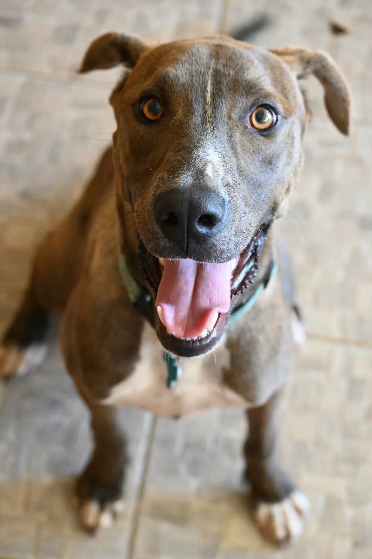 Rolo, male mixed breed for adoption at SPDC Cyprus, Limassol — photo 7 of 11