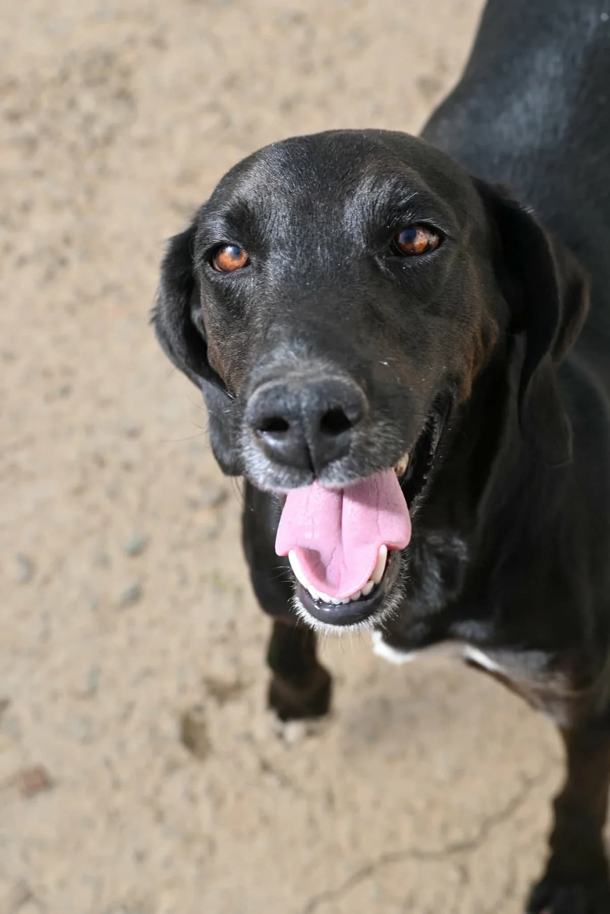 Rudolph, male puppy Pointer for adoption at SPDC Cyprus, Limassol