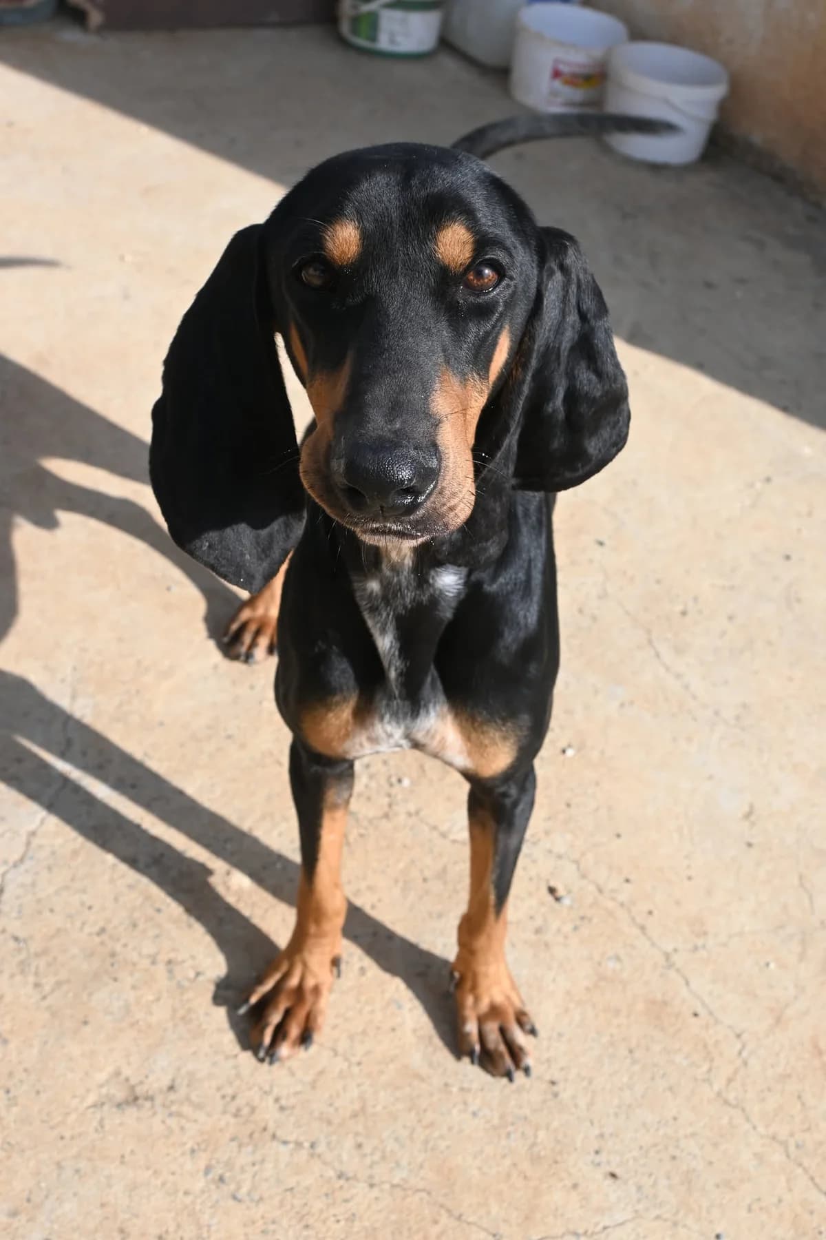 Sherlock, male mixed breed for adoption at SPDC Cyprus, Limassol