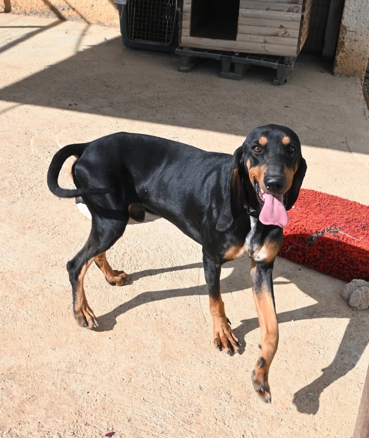Sherlock, male mixed breed for adoption at SPDC Cyprus, Limassol — photo 3 of 16