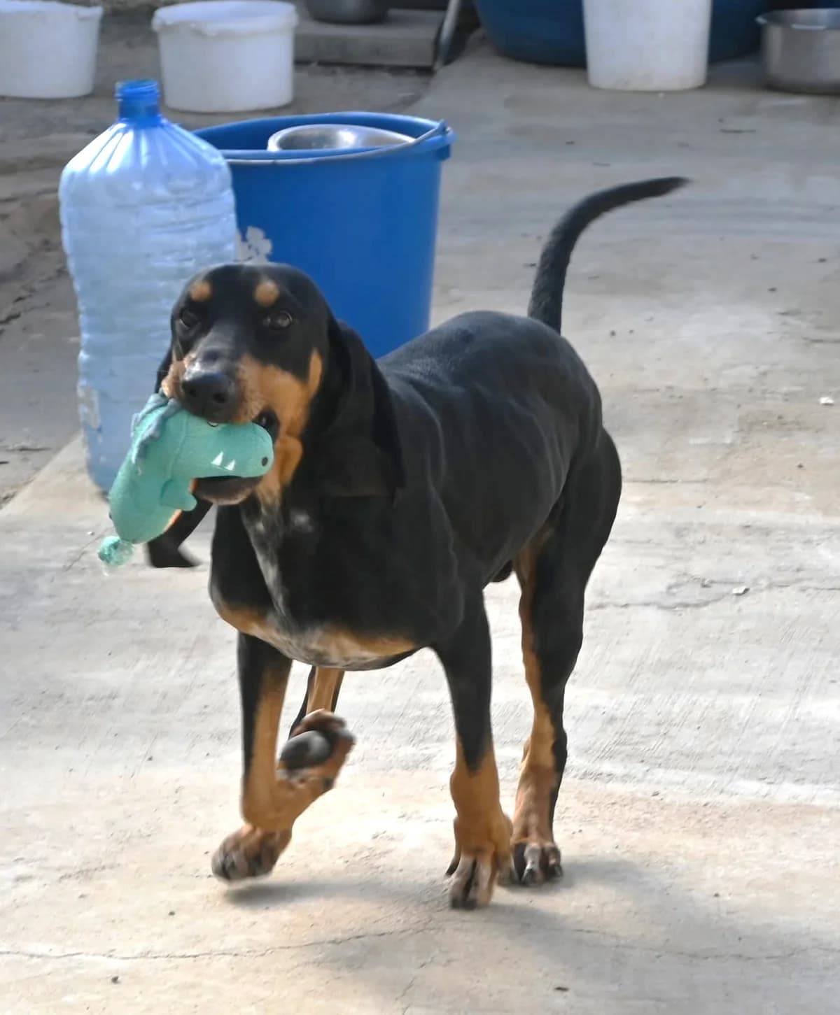 Sherlock, male mixed breed for adoption at SPDC Cyprus, Limassol — photo 4 of 16