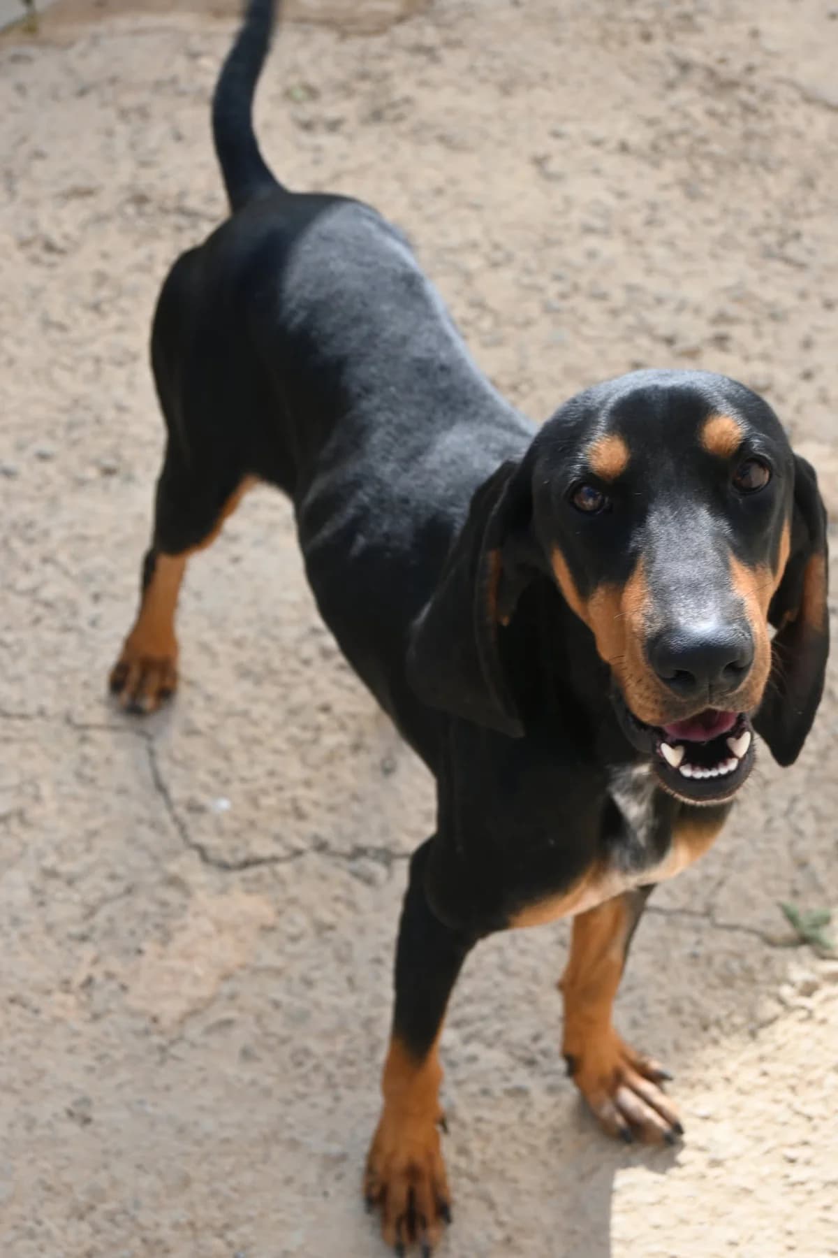 Sherlock, male mixed breed for adoption at SPDC Cyprus, Limassol — photo 5 of 16