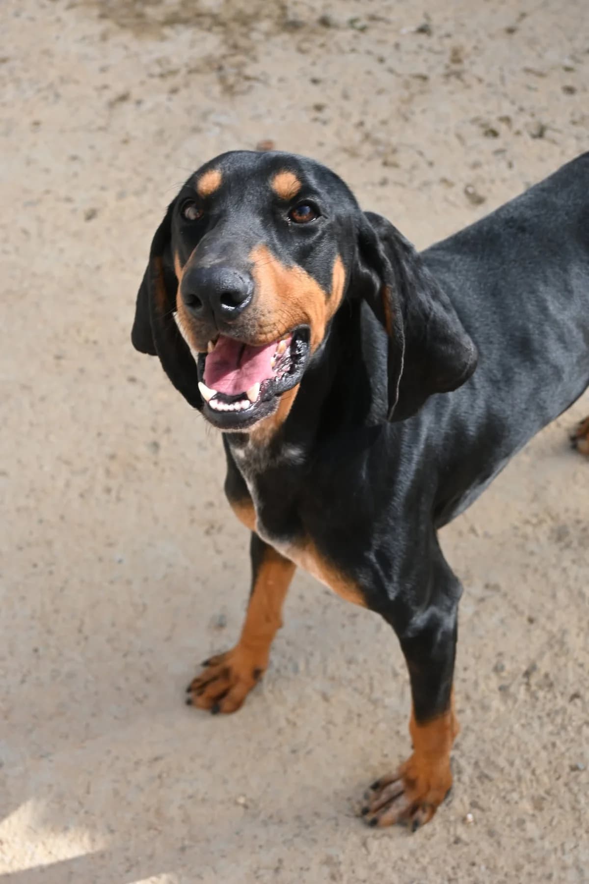 Sherlock, male mixed breed for adoption at SPDC Cyprus, Limassol — photo 6 of 16