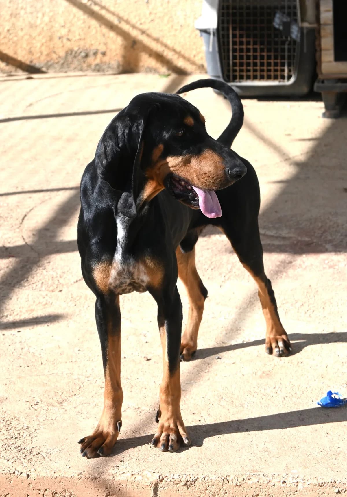 Sherlock, male mixed breed for adoption at SPDC Cyprus, Limassol — photo 7 of 16