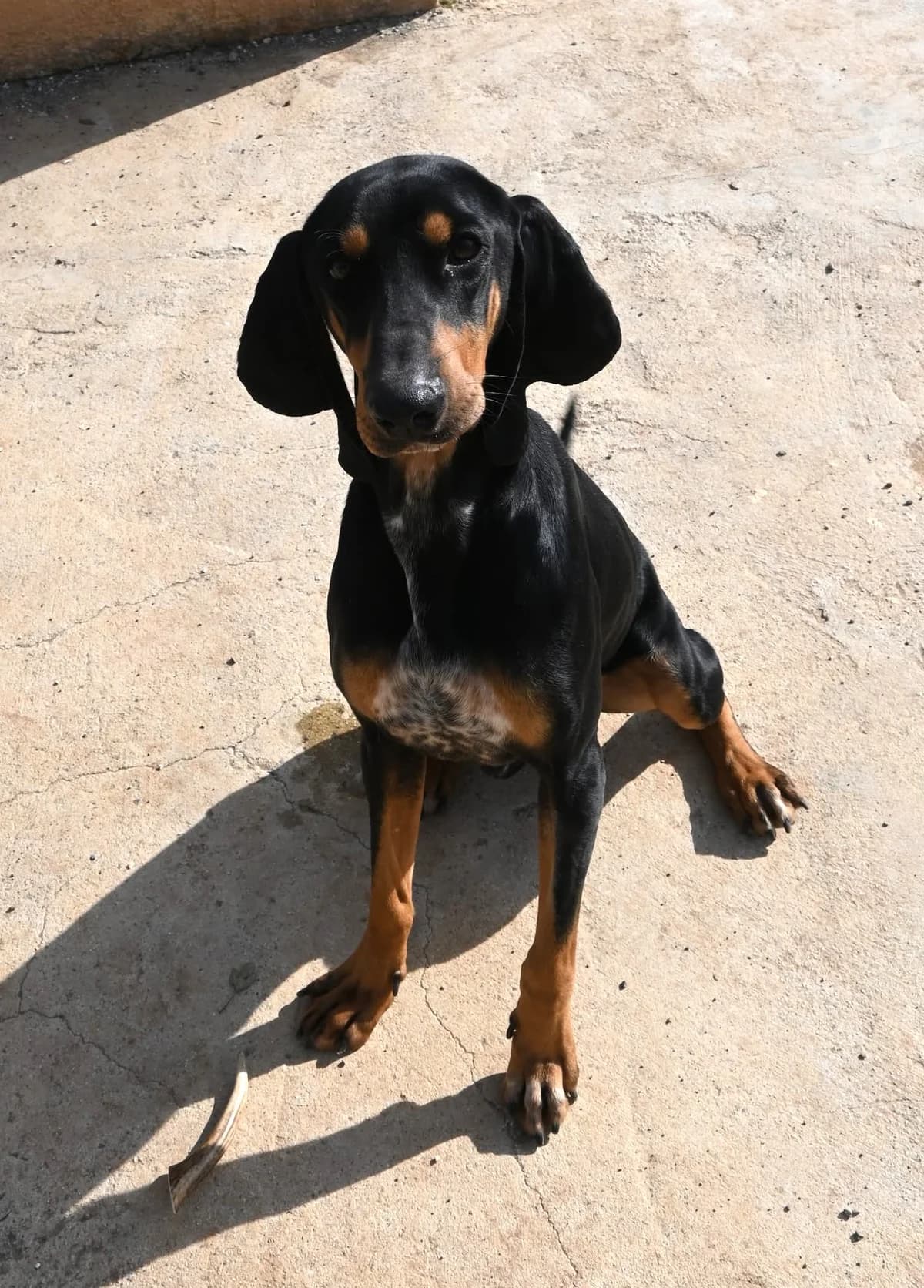 Sherlock, male mixed breed for adoption at SPDC Cyprus, Limassol — photo 8 of 16