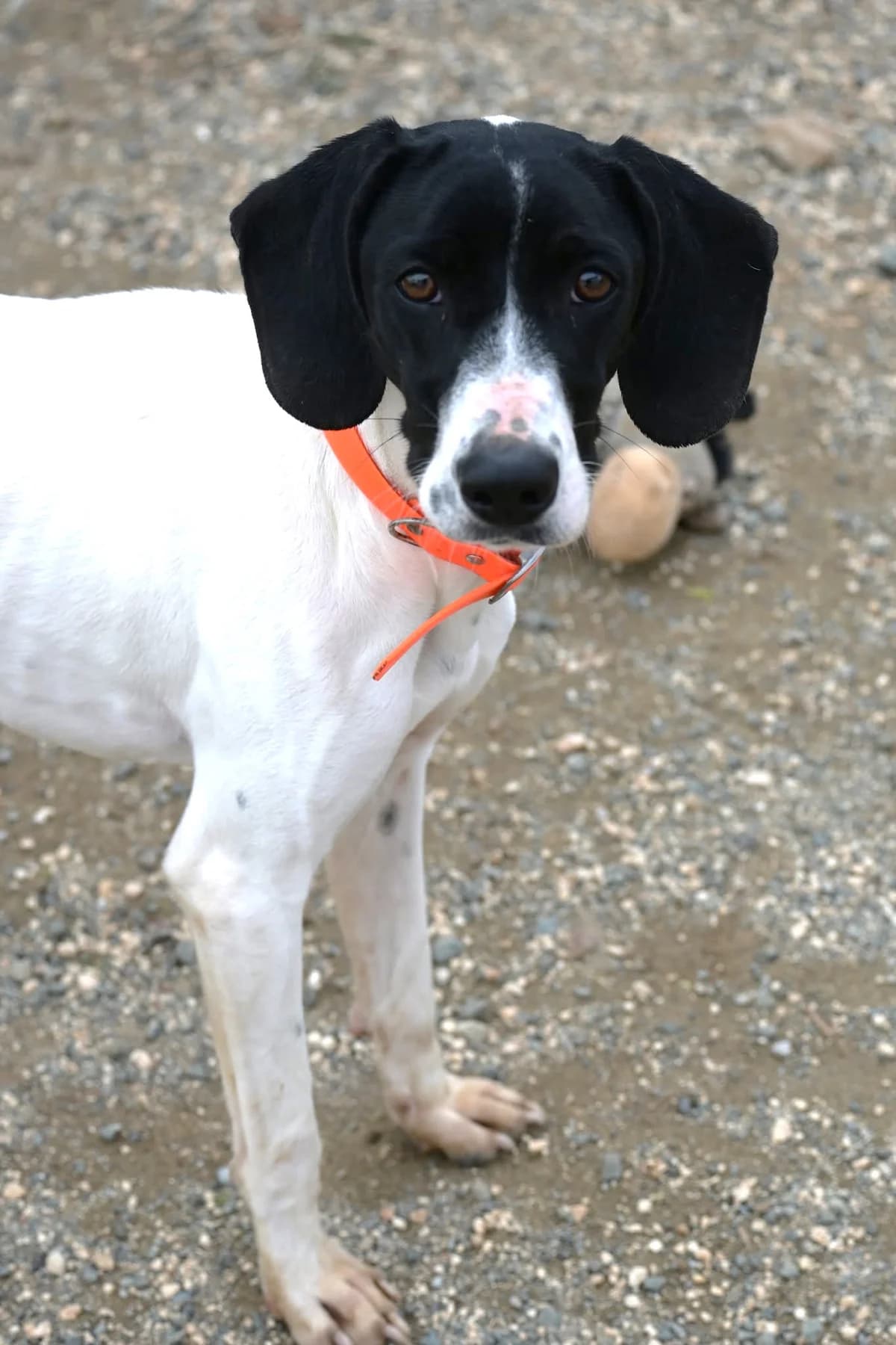 Snow, female Pointer for adoption at SPDC Cyprus, Limassol