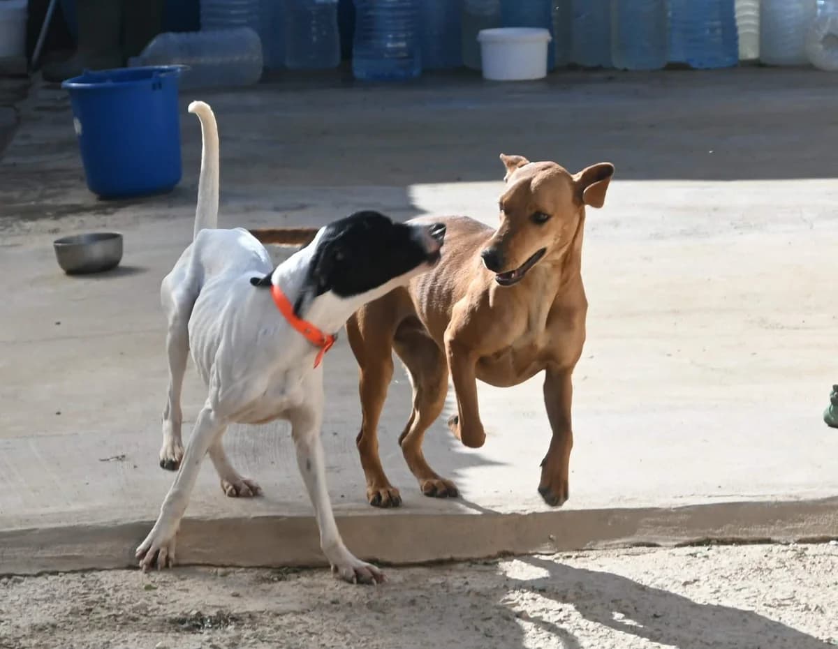 Snow, female Pointer for adoption at SPDC Cyprus, Limassol — photo 2 of 13