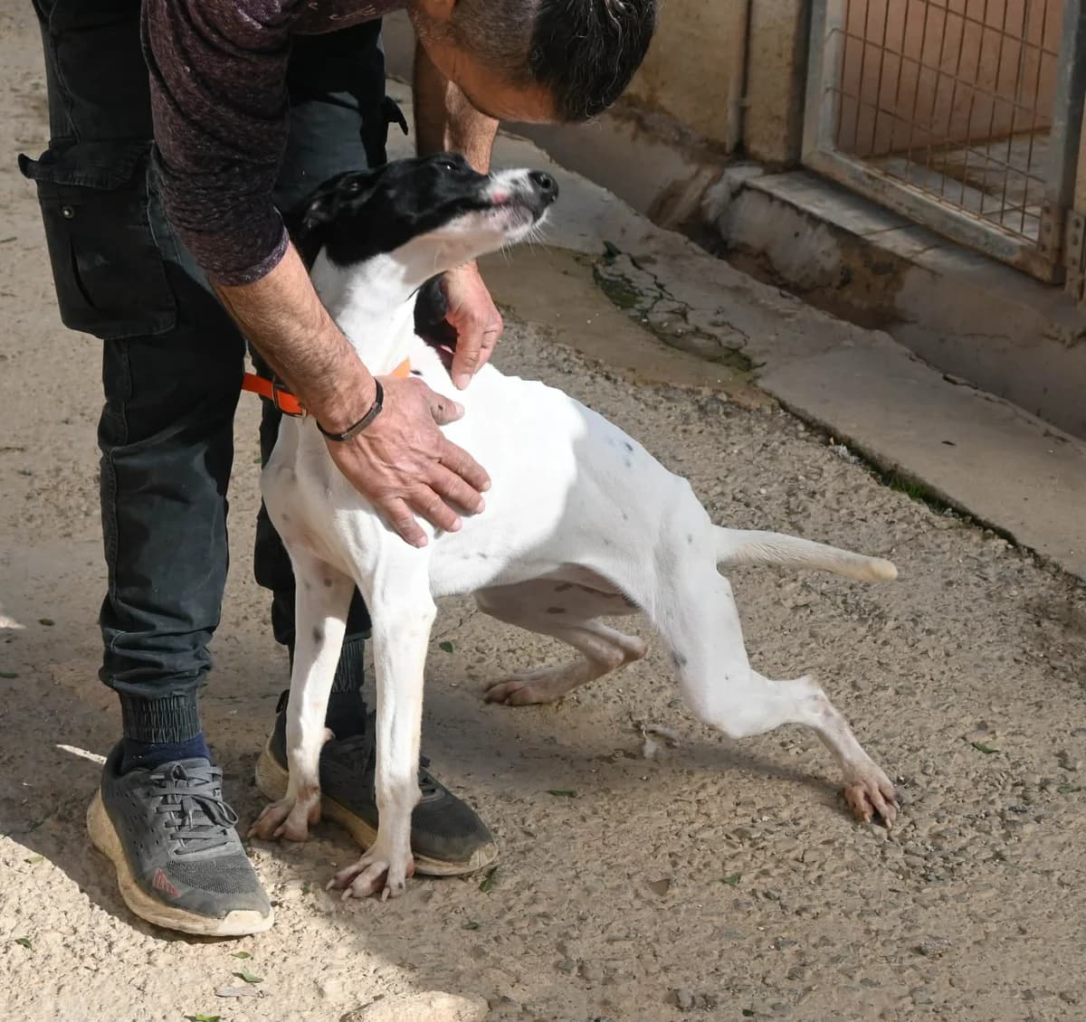 Snow, female Pointer for adoption at SPDC Cyprus, Limassol — photo 3 of 13